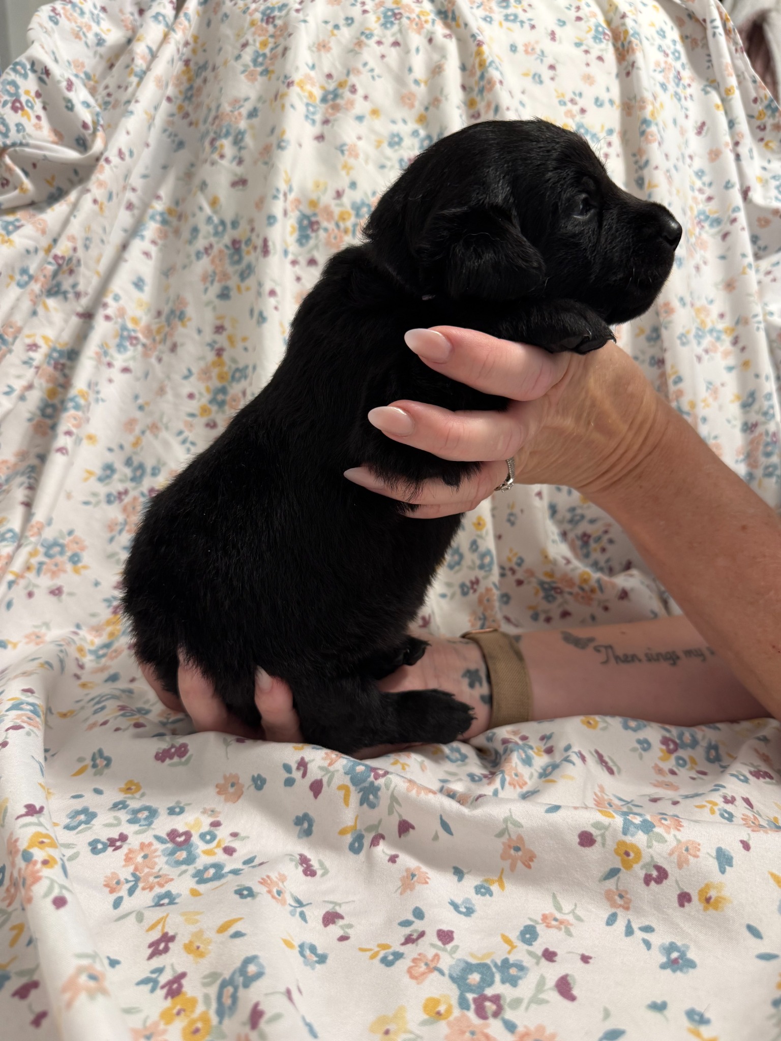 Light Purple collar Labrador puppy at 2 weeks