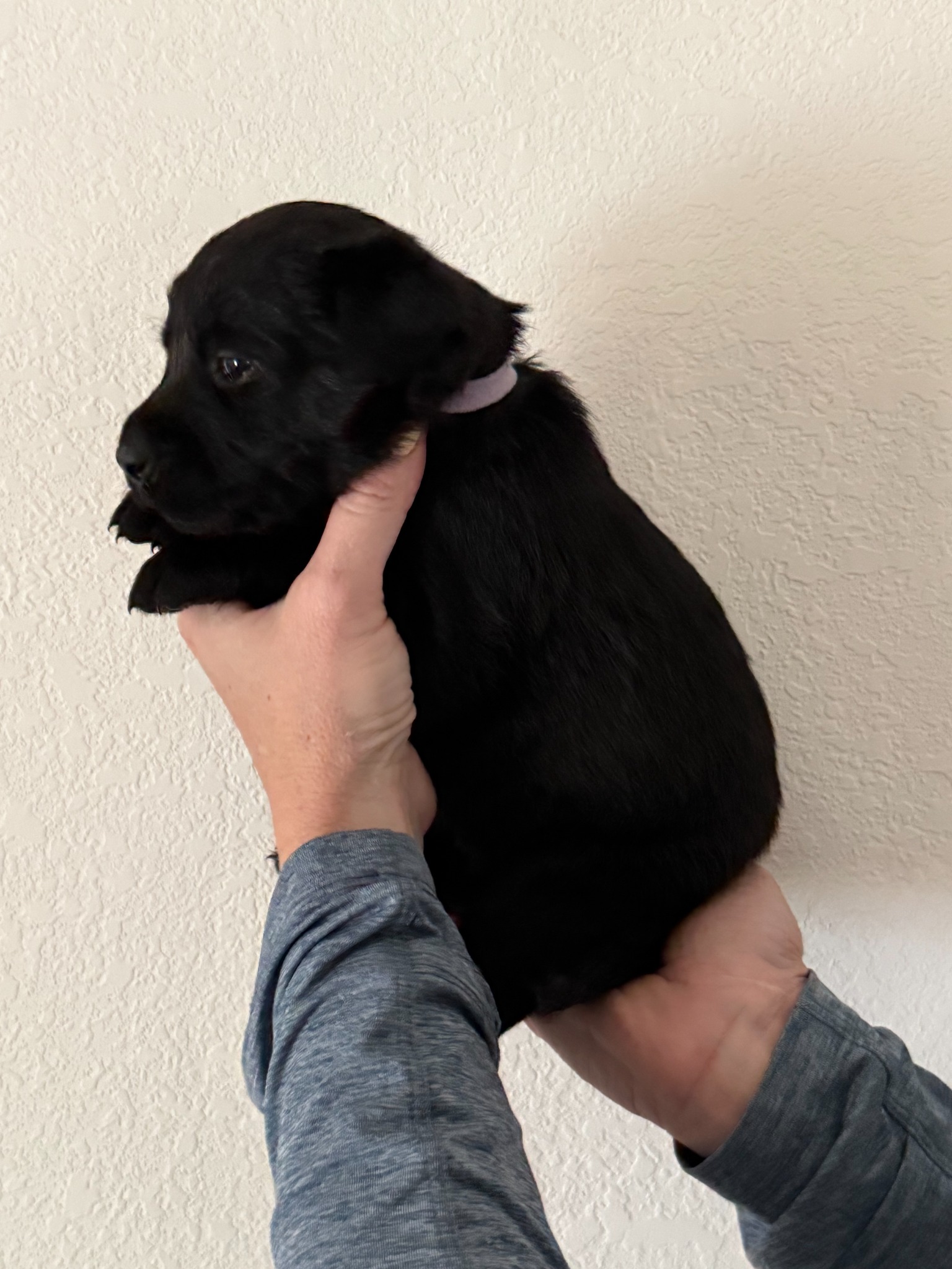Light Purple collar Labrador puppy at 3 weeks