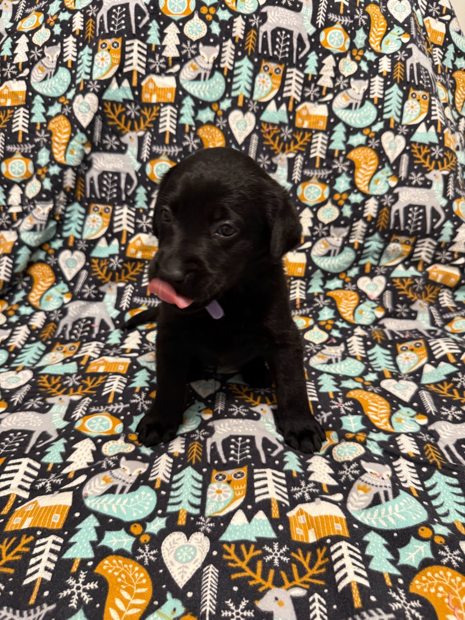 Light Purple collar Labrador puppy at 4 weeks