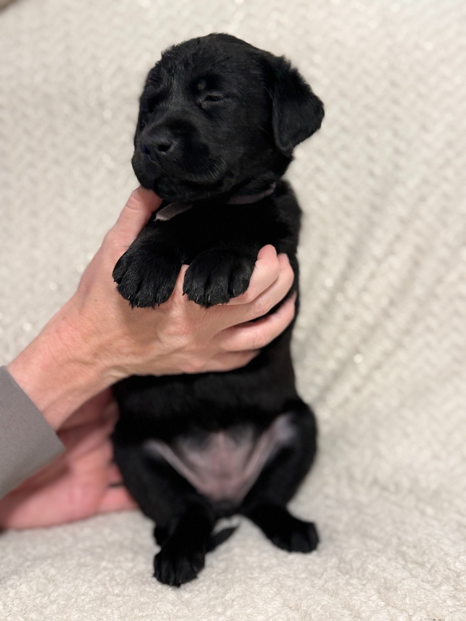 Light Purple collar black Labrador puppy at five weeks