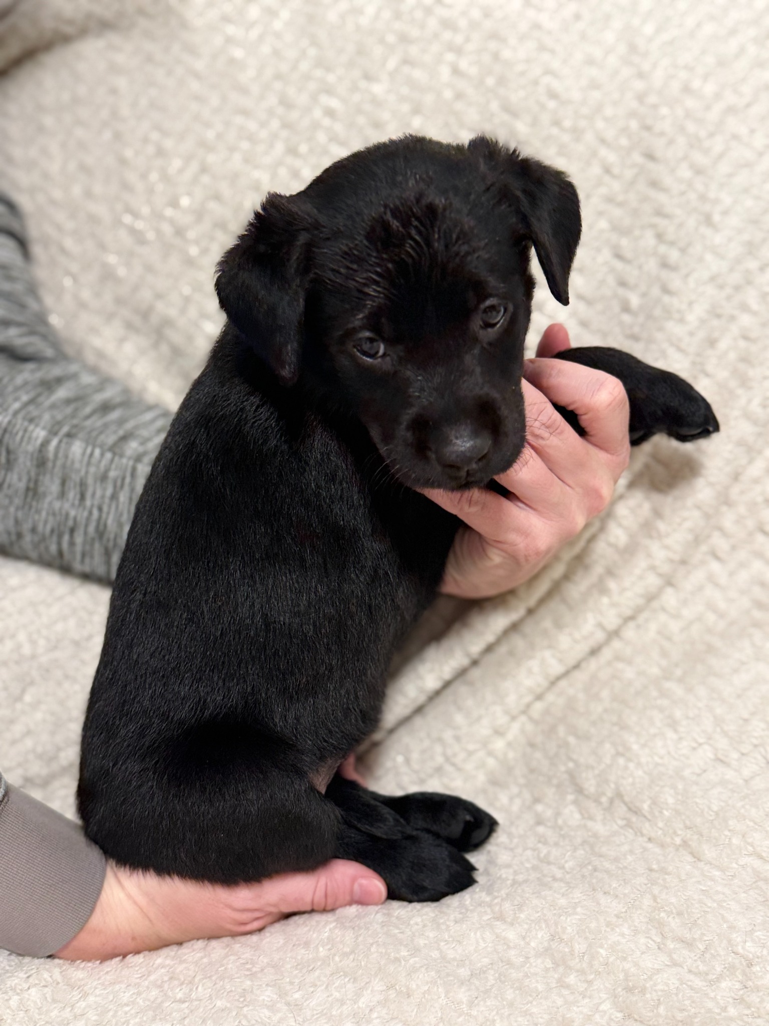 Light Purple collar black Labrador puppy at five weeks