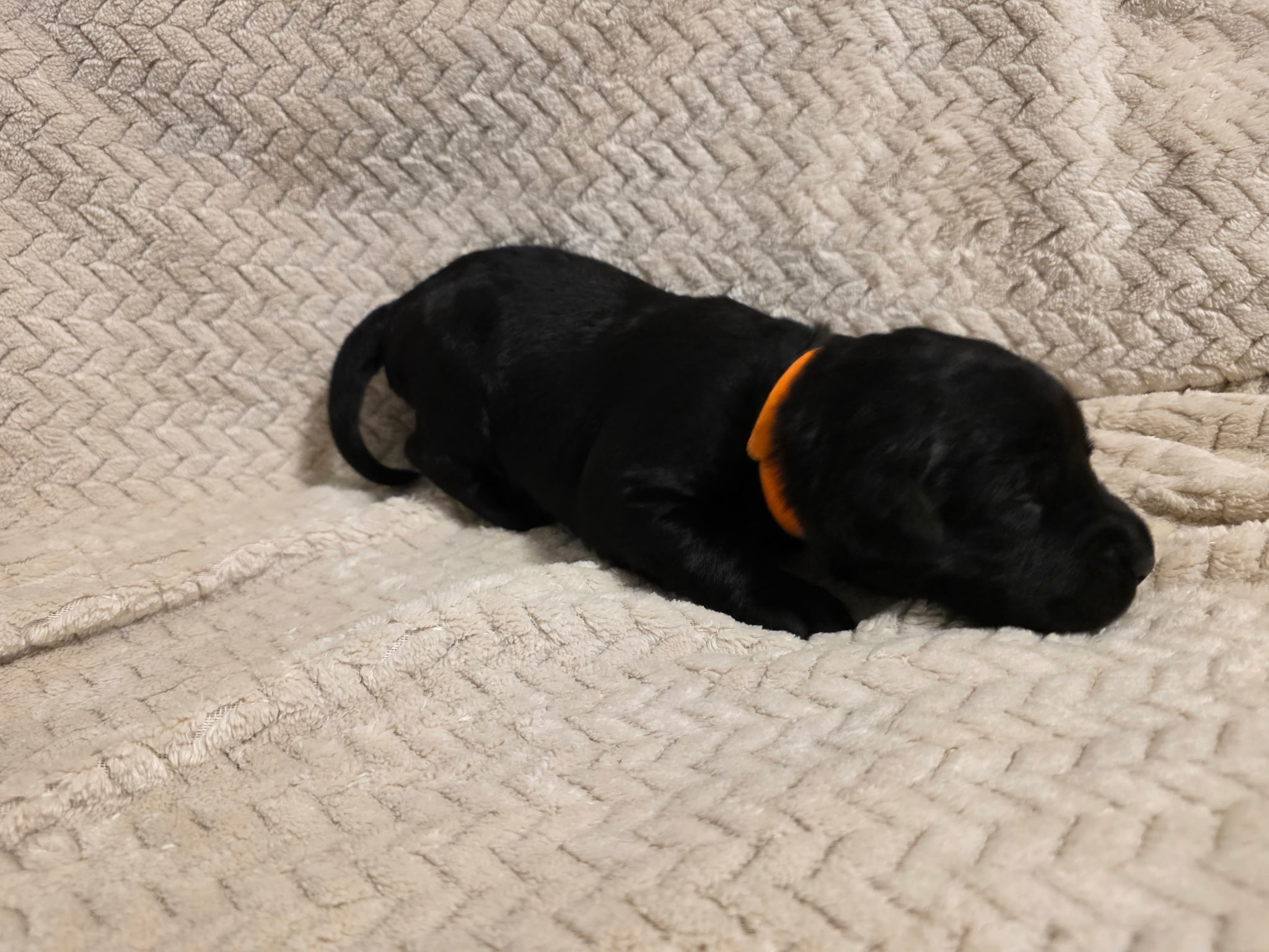 Orange collar Labrador puppy at 1 week