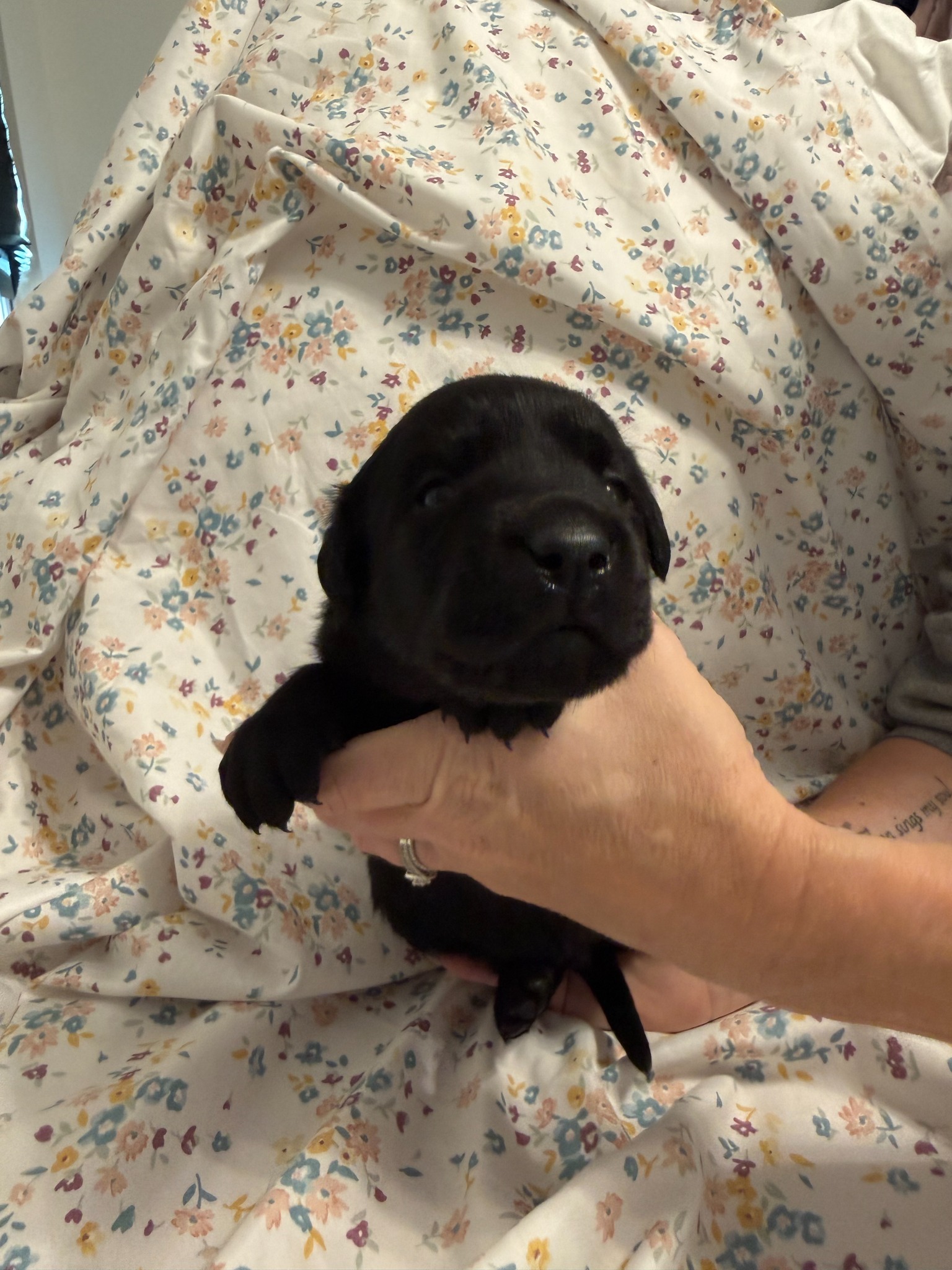 Orange collar Labrador puppy at 2 weeks