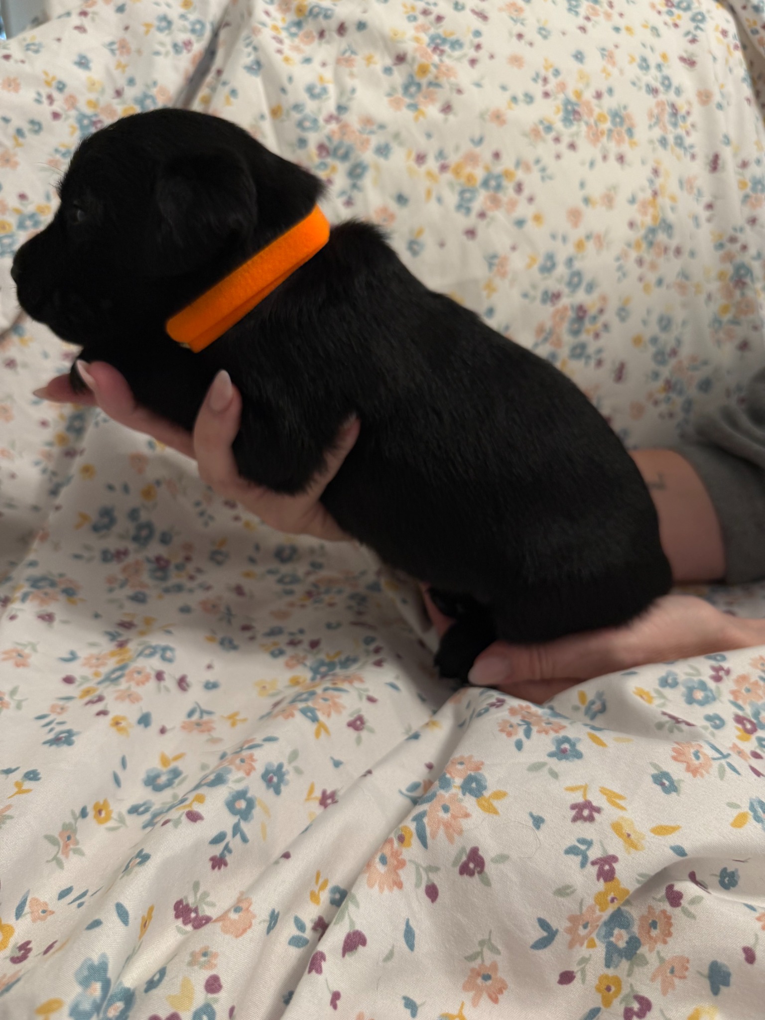 Orange collar Labrador puppy at 2 weeks