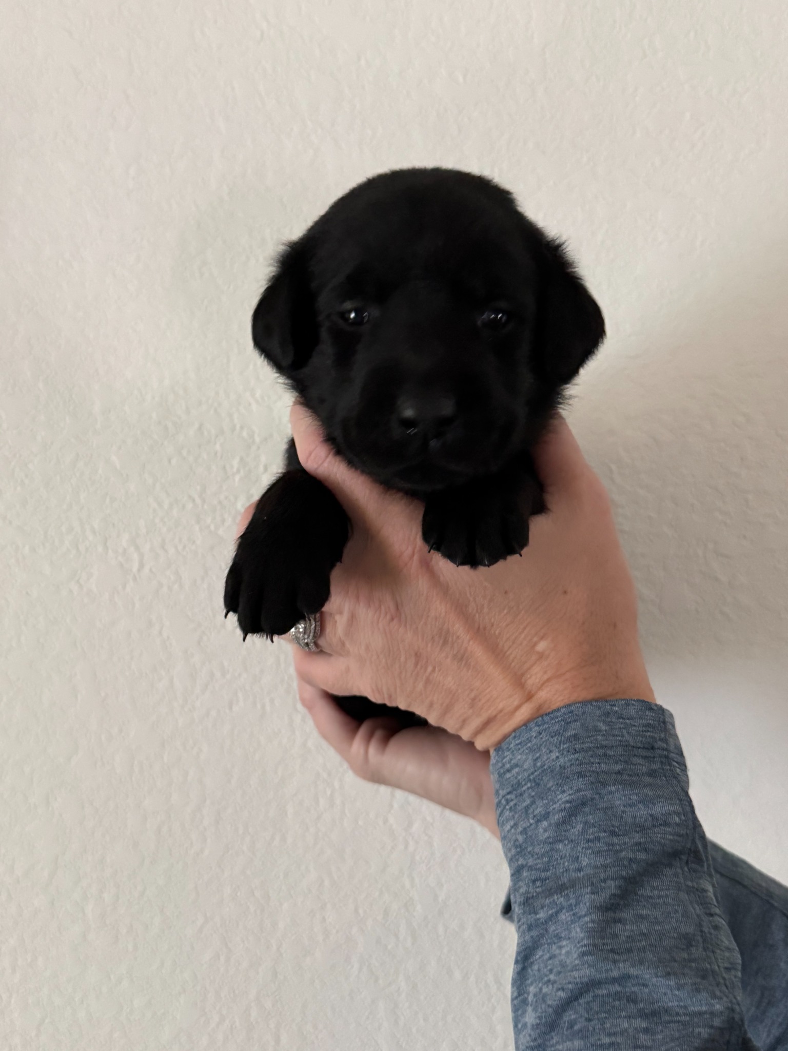 Orange collar Labrador puppy at 3 weeks