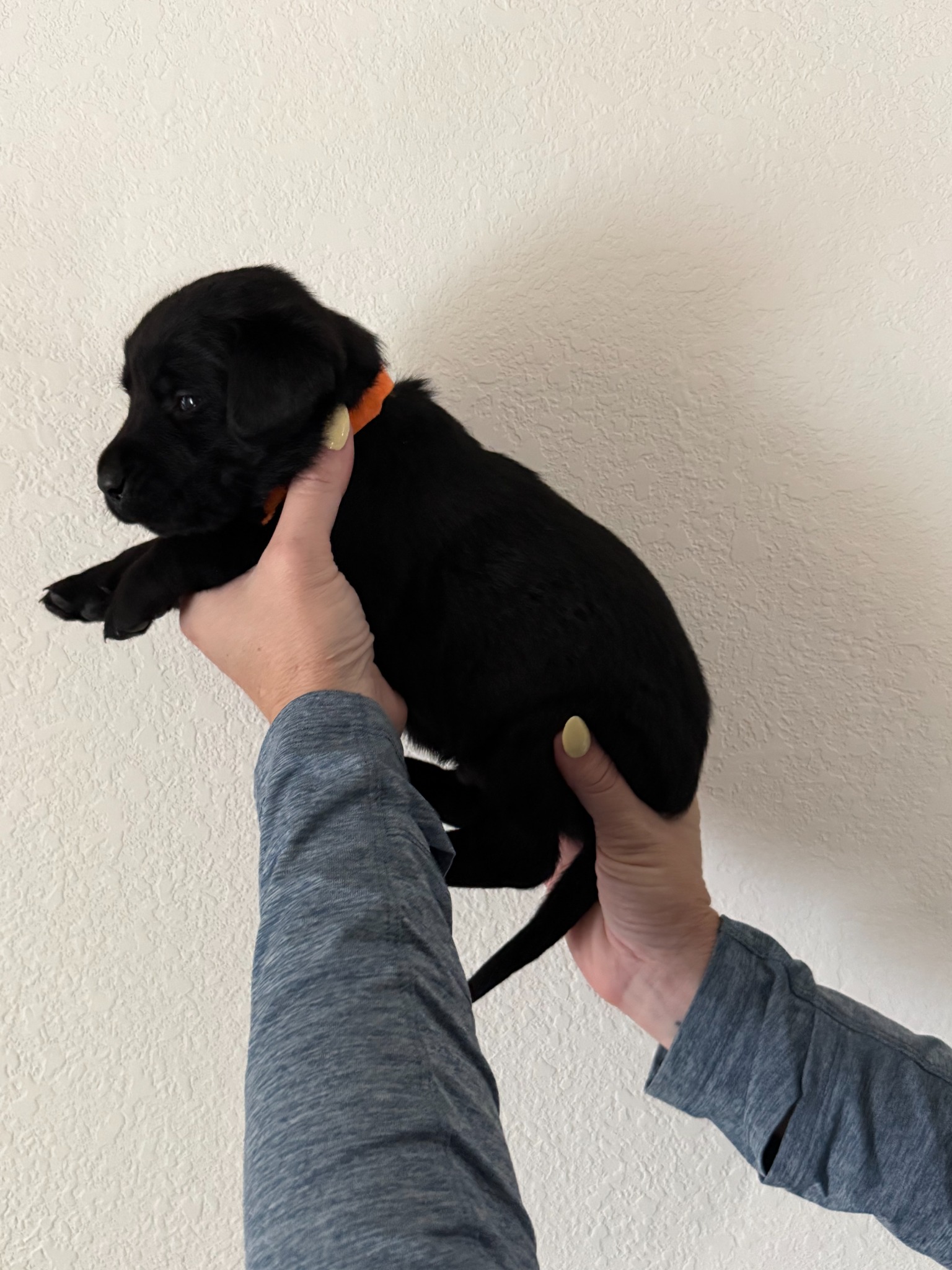 Orange collar Labrador puppy at 3 weeks