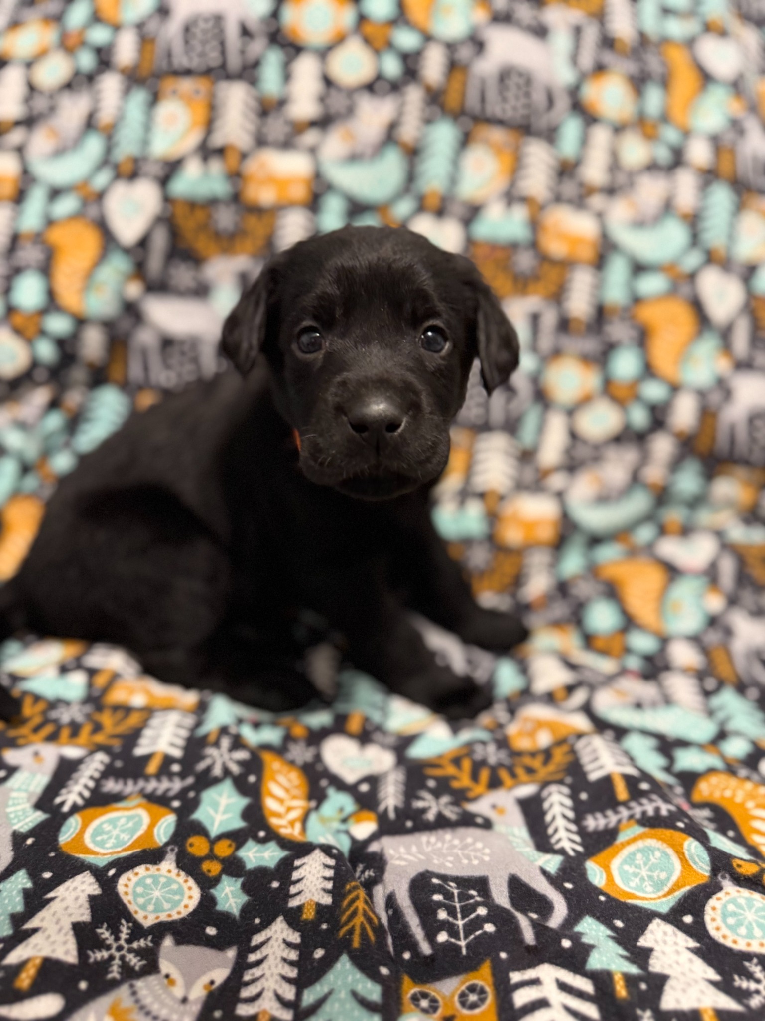 Orange collar Labrador puppy at 4 weeks