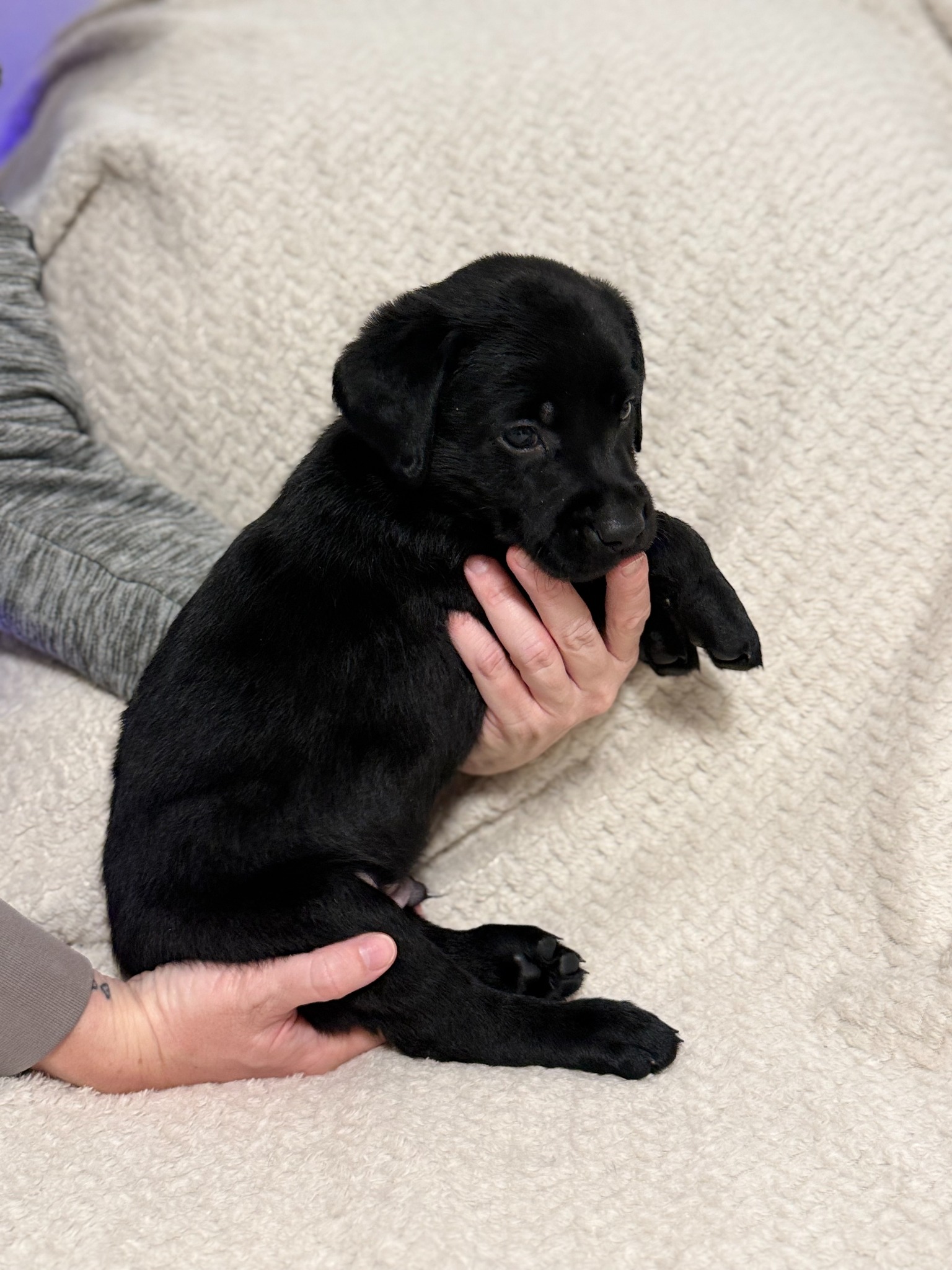 Orange collar black Labrador puppy at five weeks
