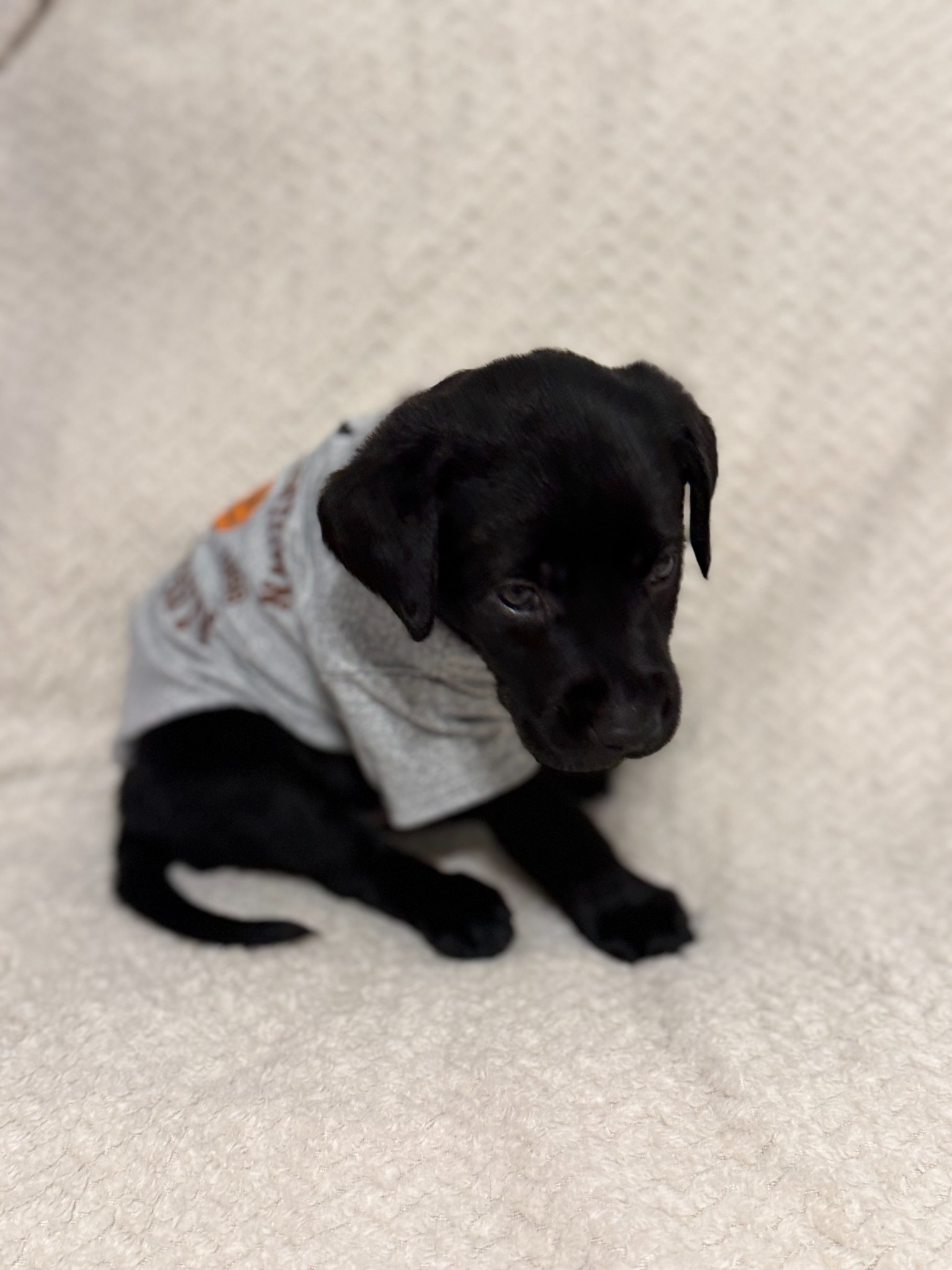 Orange collar black Labrador puppy at five weeks