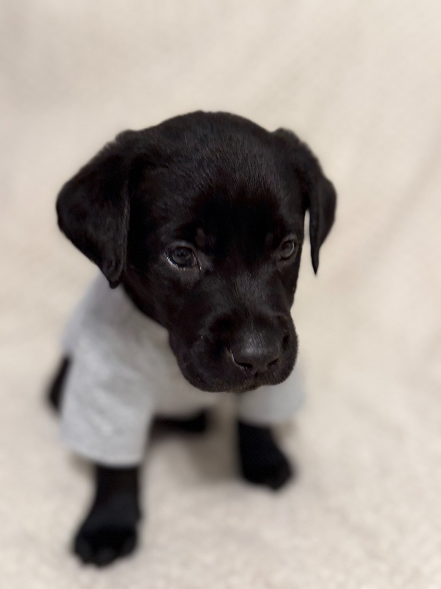 Orange collar black Labrador puppy at five weeks