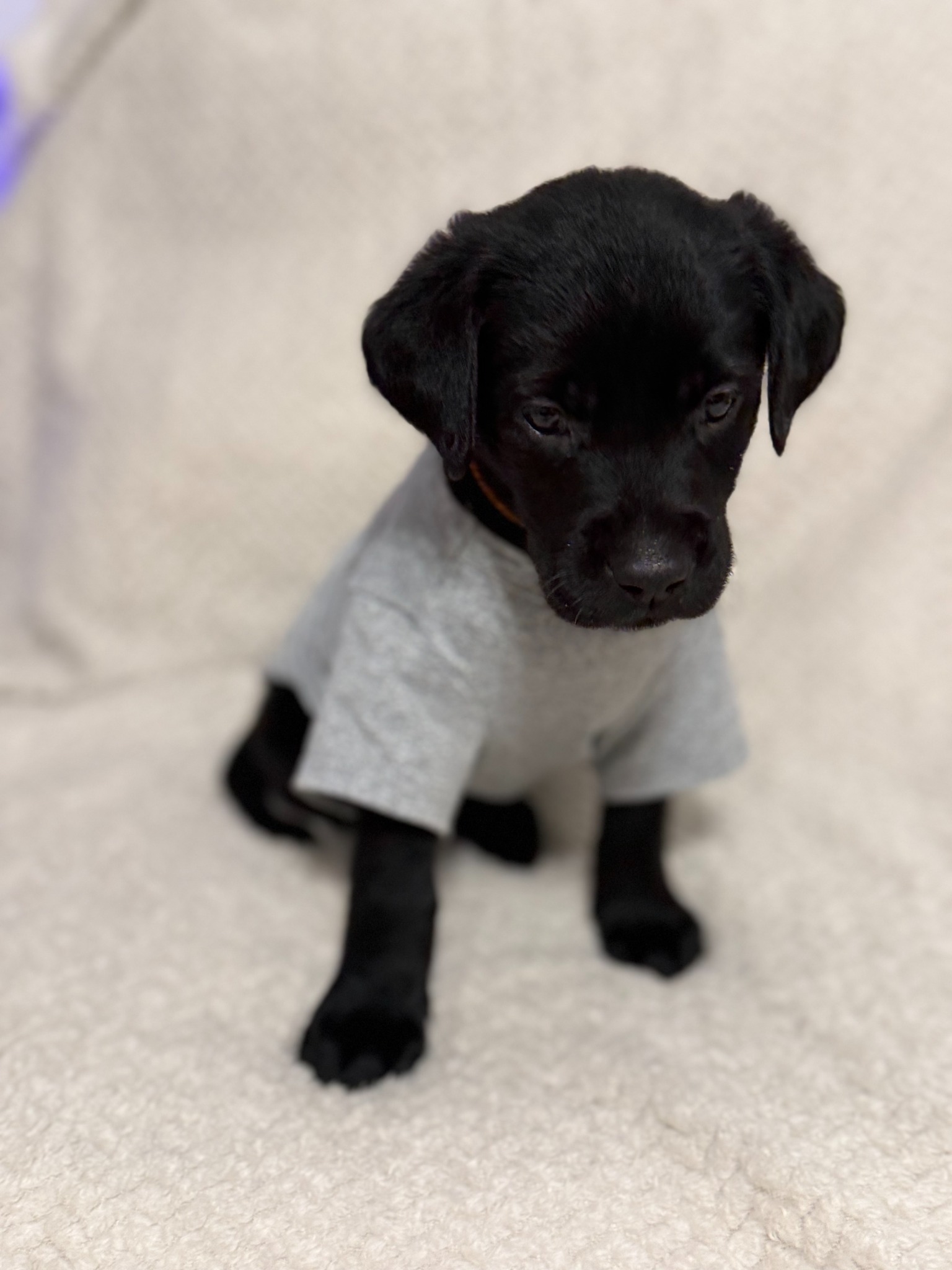 Orange collar black Labrador puppy at five weeks