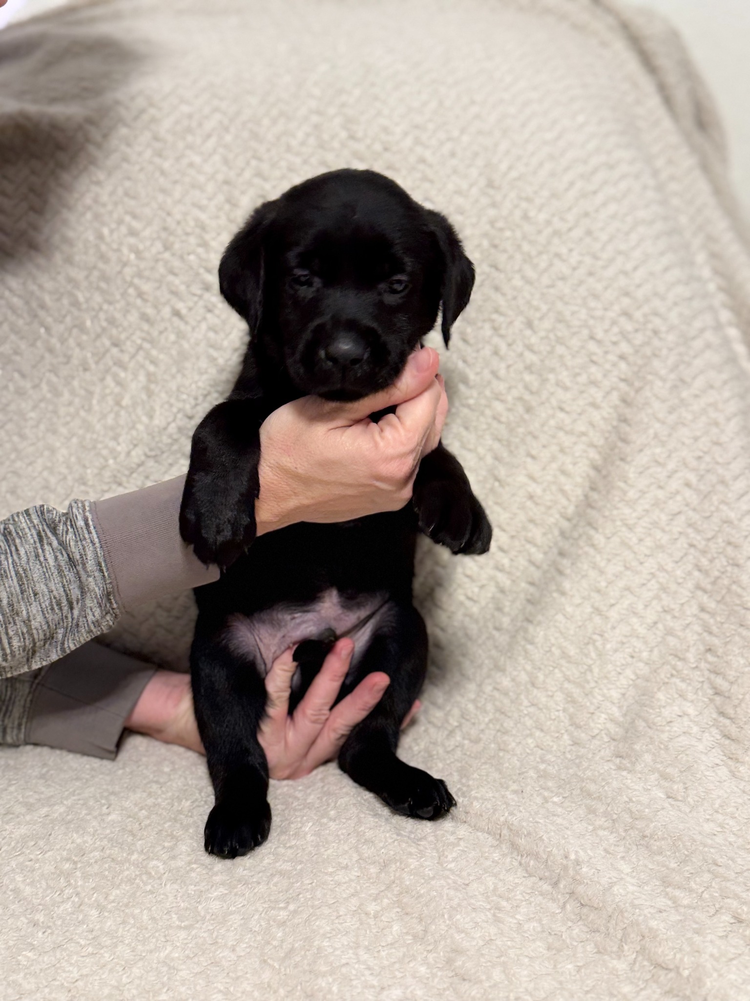 Orange collar black Labrador puppy at five weeks