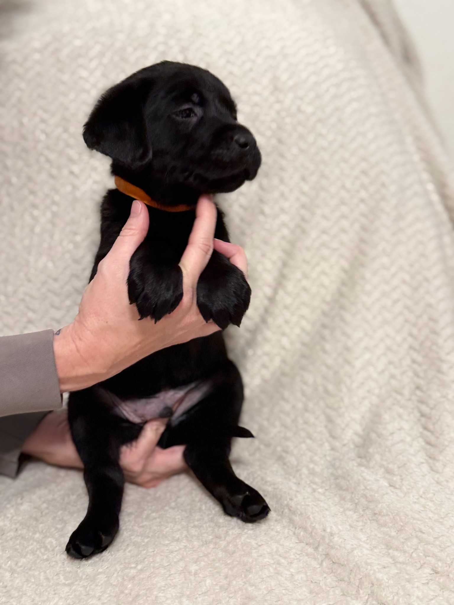 Orange collar black Labrador puppy at five weeks