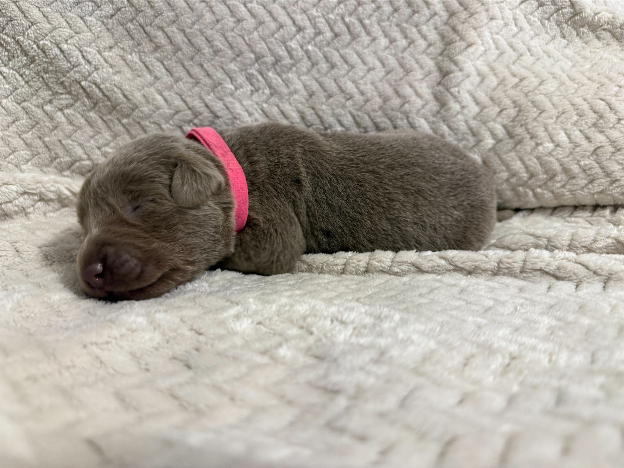 Pink collar Labrador puppy at birth