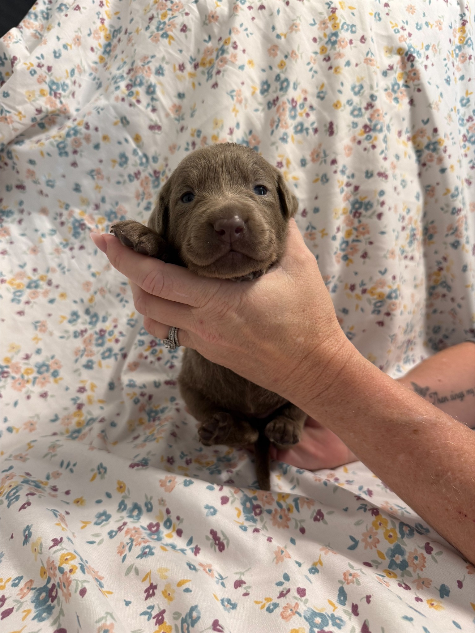 Pink collar Labrador puppy at 2 weeks