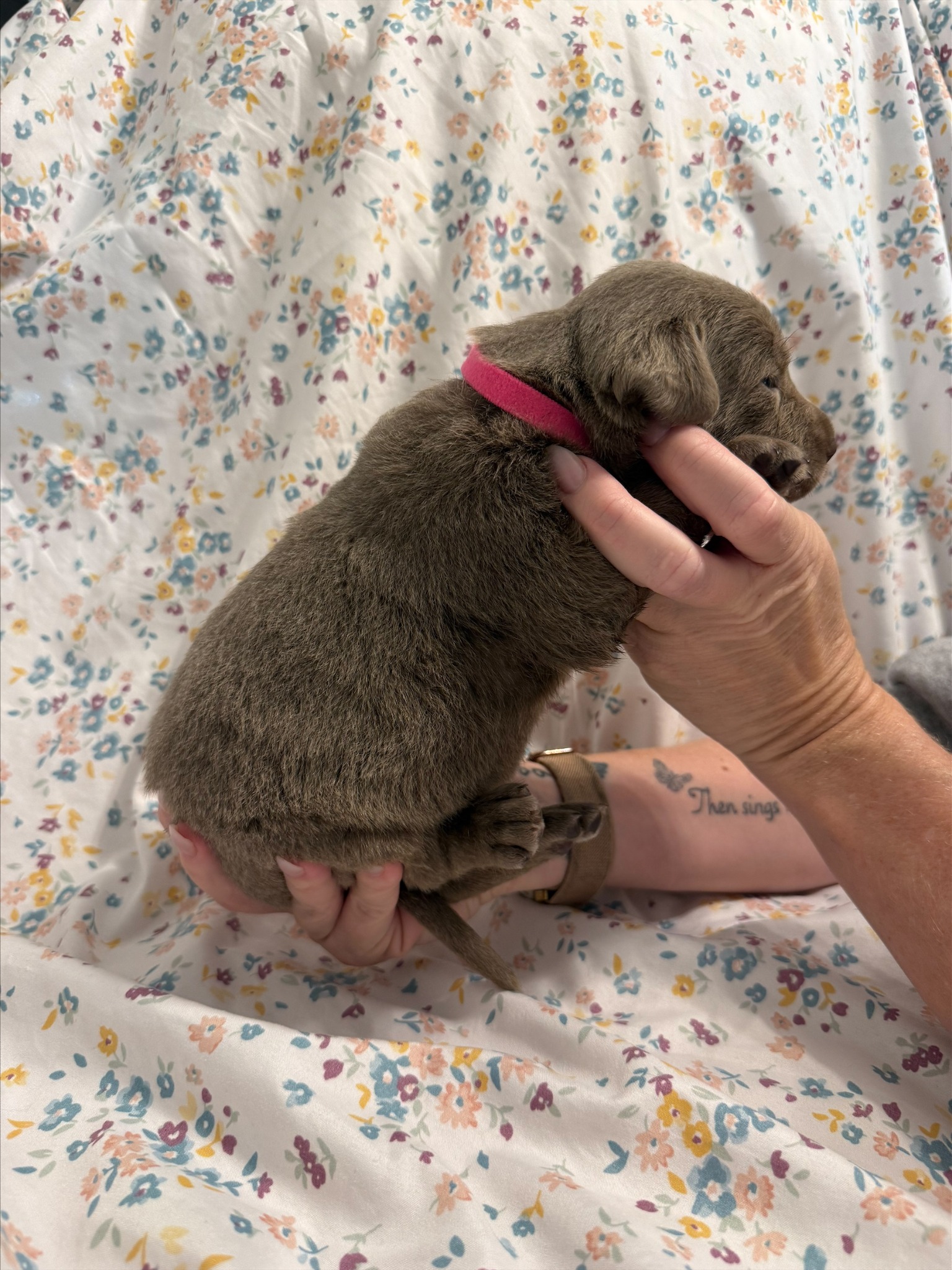 Pink collar Labrador puppy at 2 weeks