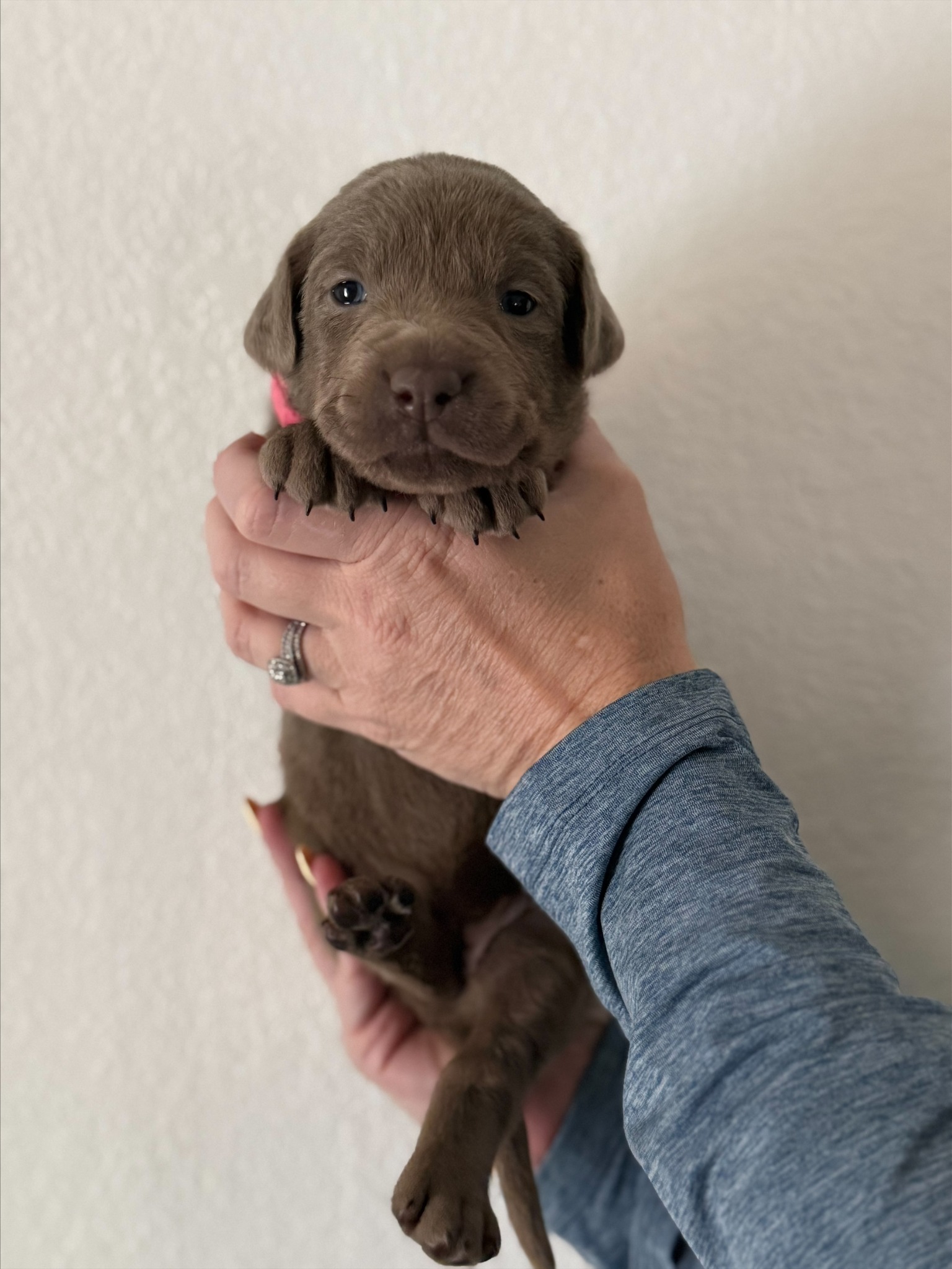 Pink collar Labrador puppy at 3 weeks