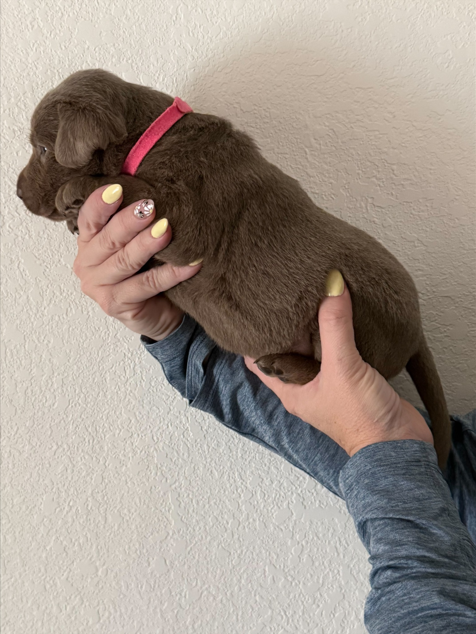 Pink collar Labrador puppy at 3 weeks
