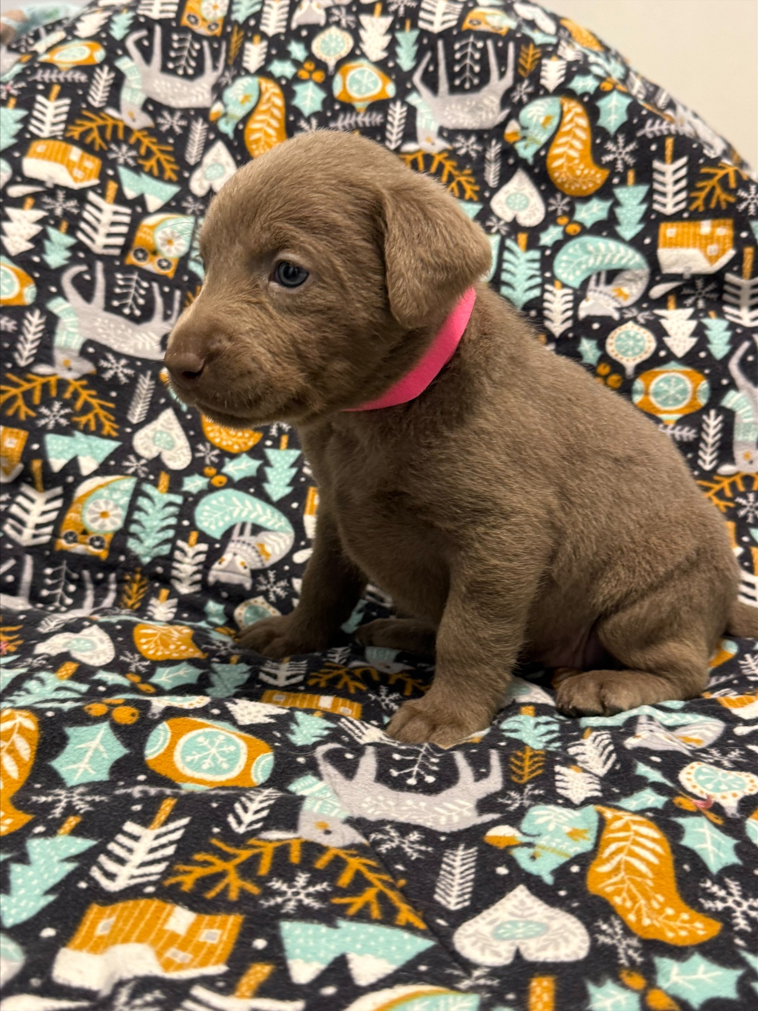 Pink collar Labrador puppy at 4 weeks