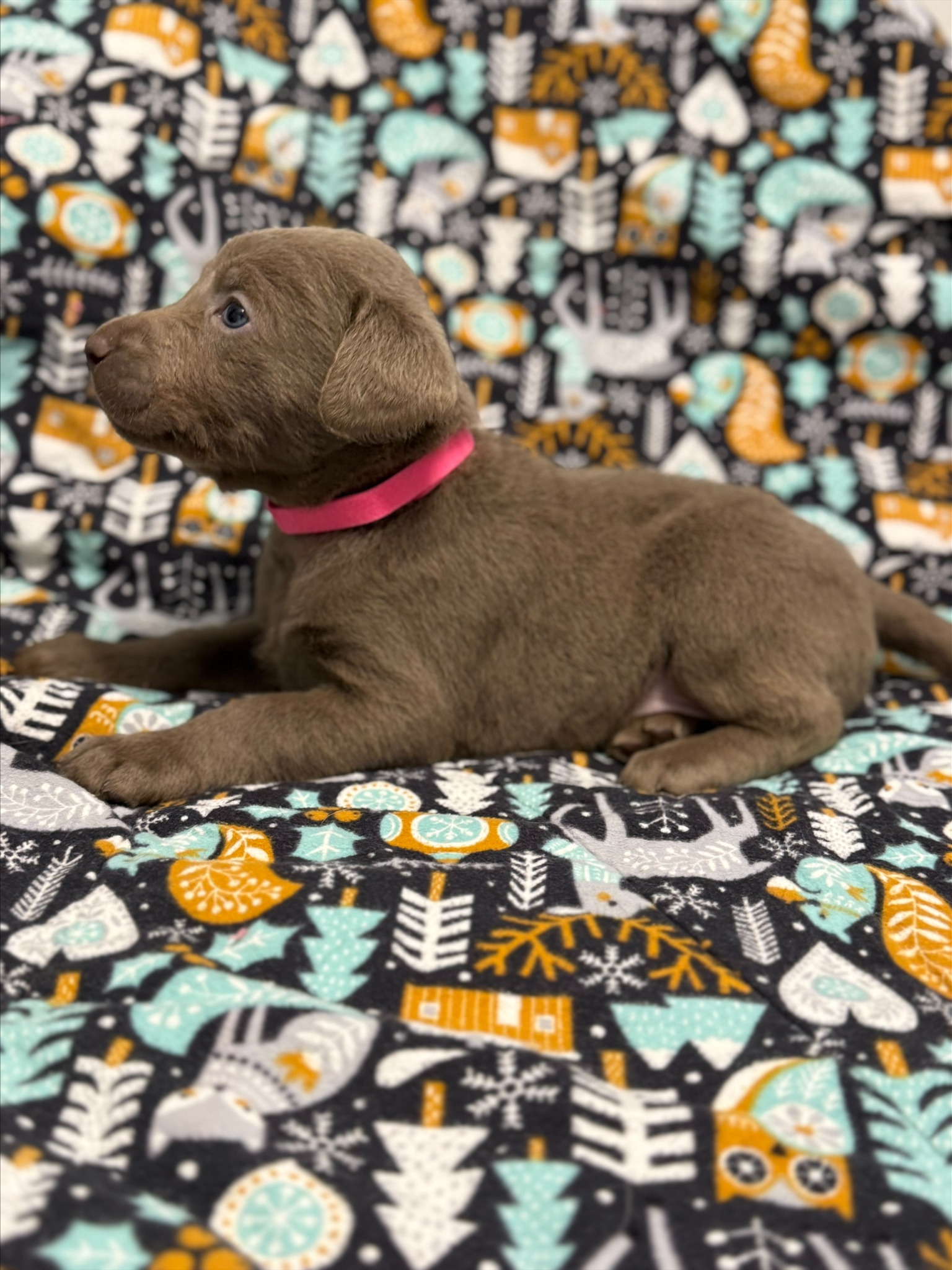 Pink collar Labrador puppy at 4 weeks
