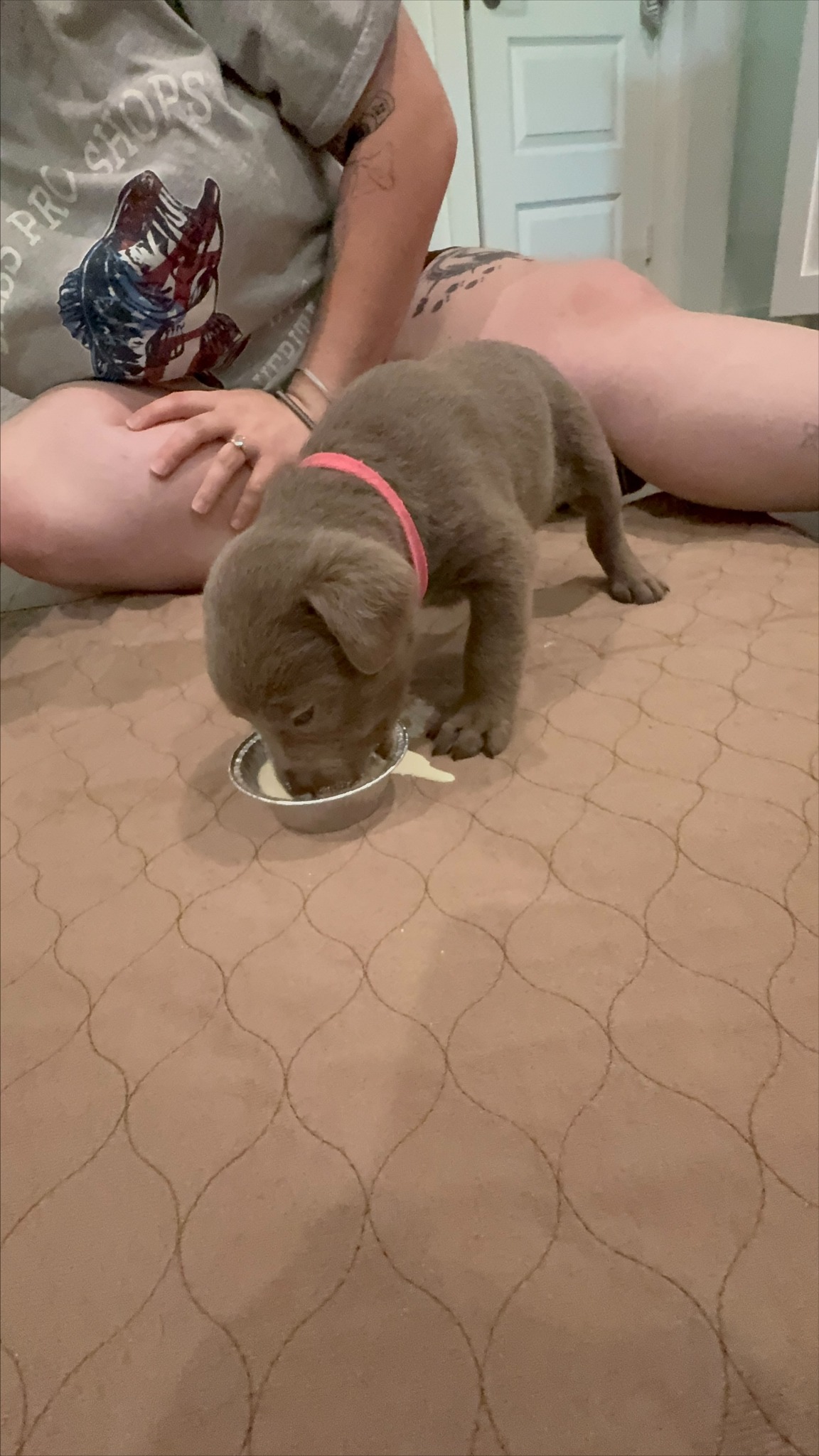 Pink collar Labrador puppy at 4 weeks
