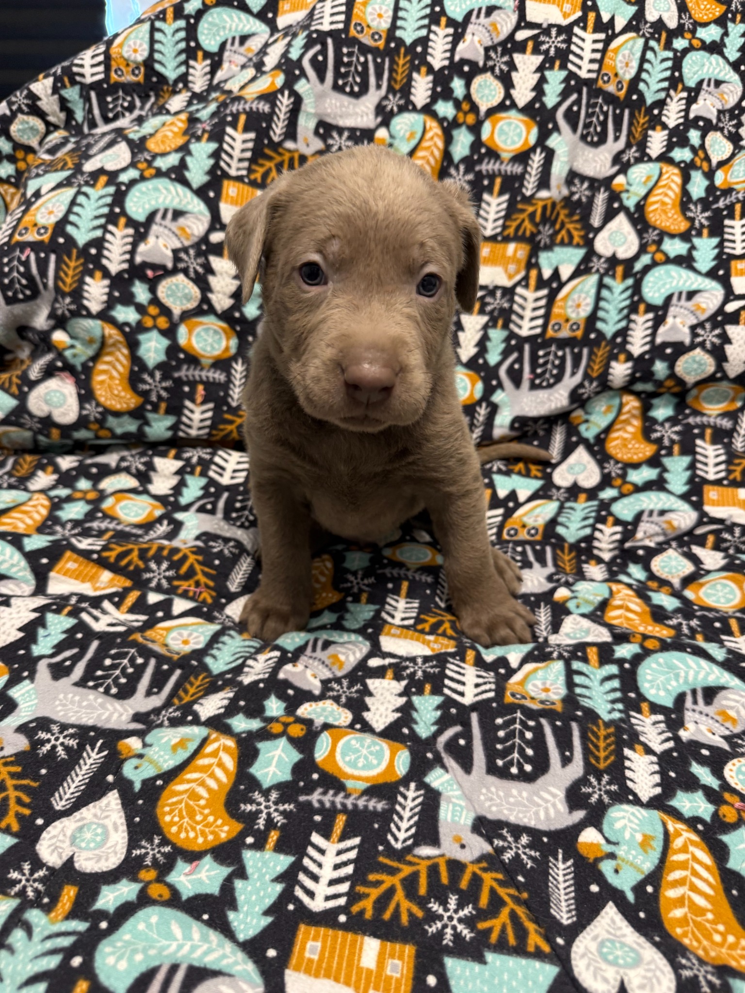 Pink collar Labrador puppy at 4 weeks