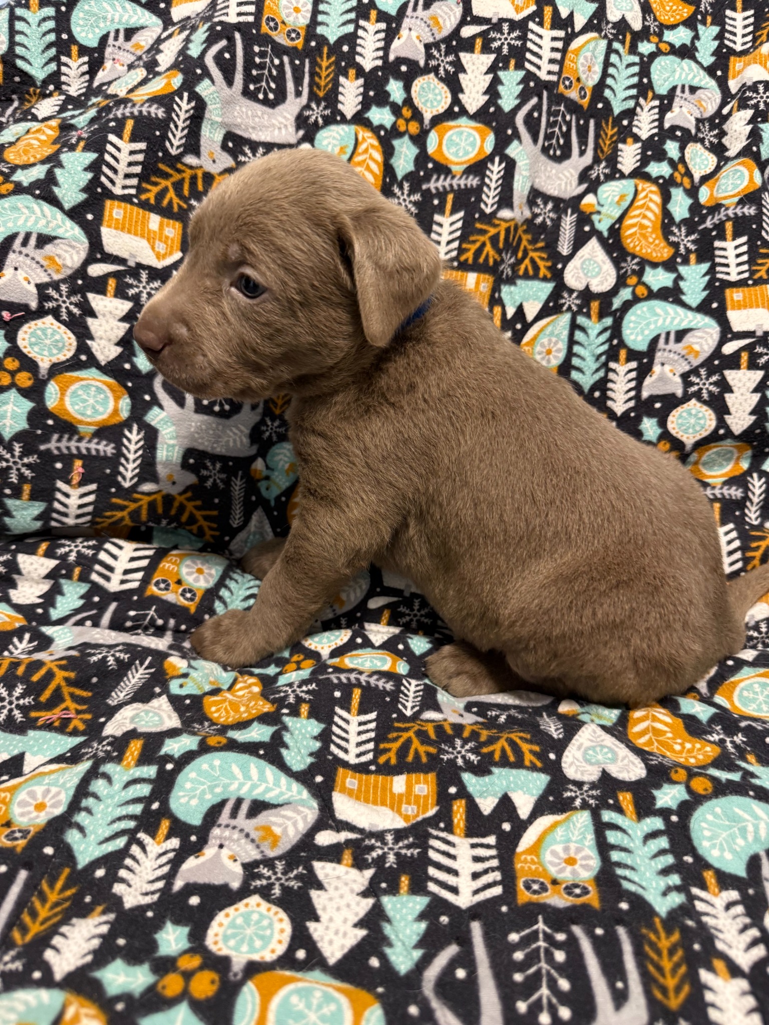 Pink collar Labrador puppy at 4 weeks