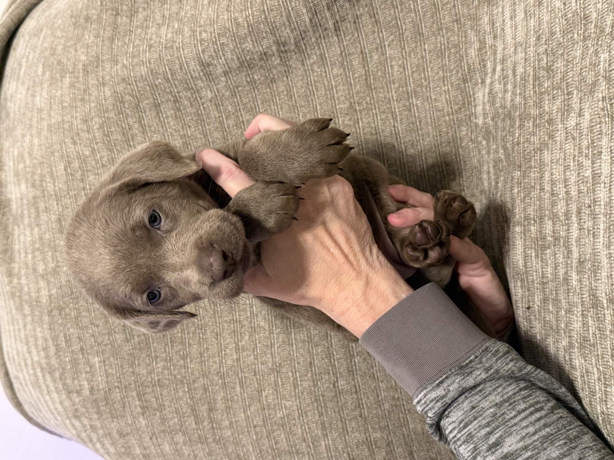 Pink collar silver Labrador puppy at five weeks