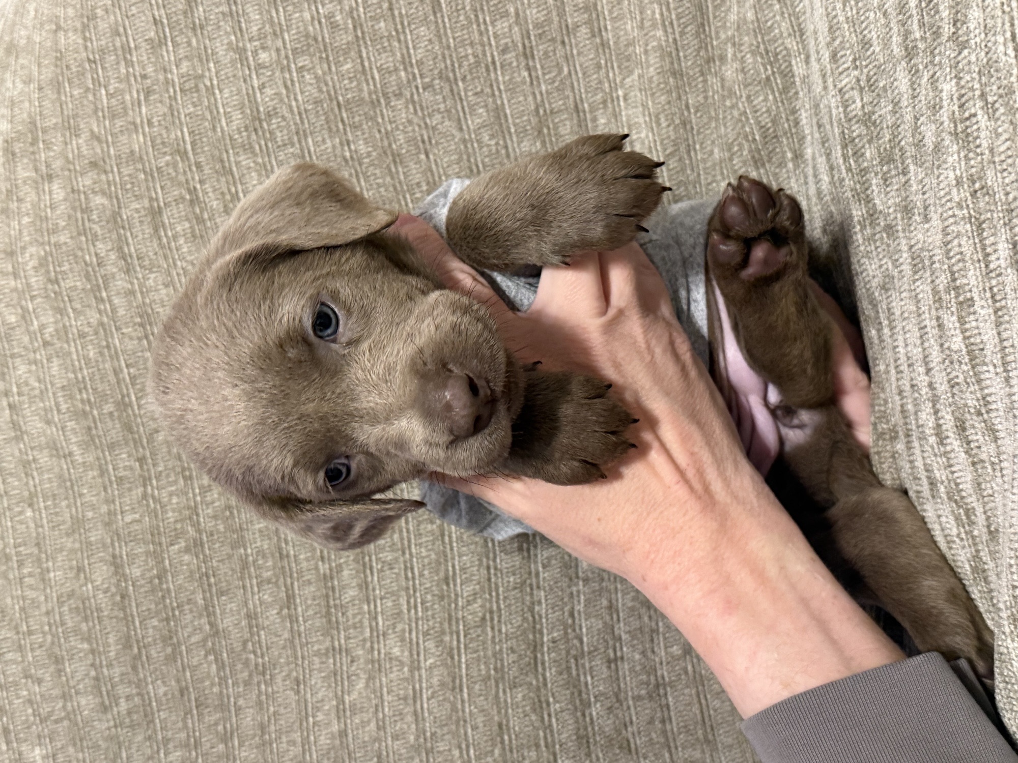 Pink collar silver Labrador puppy at five weeks
