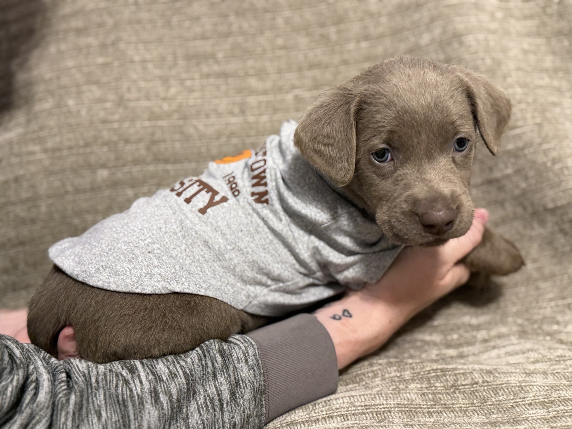 Pink collar silver Labrador puppy at five weeks
