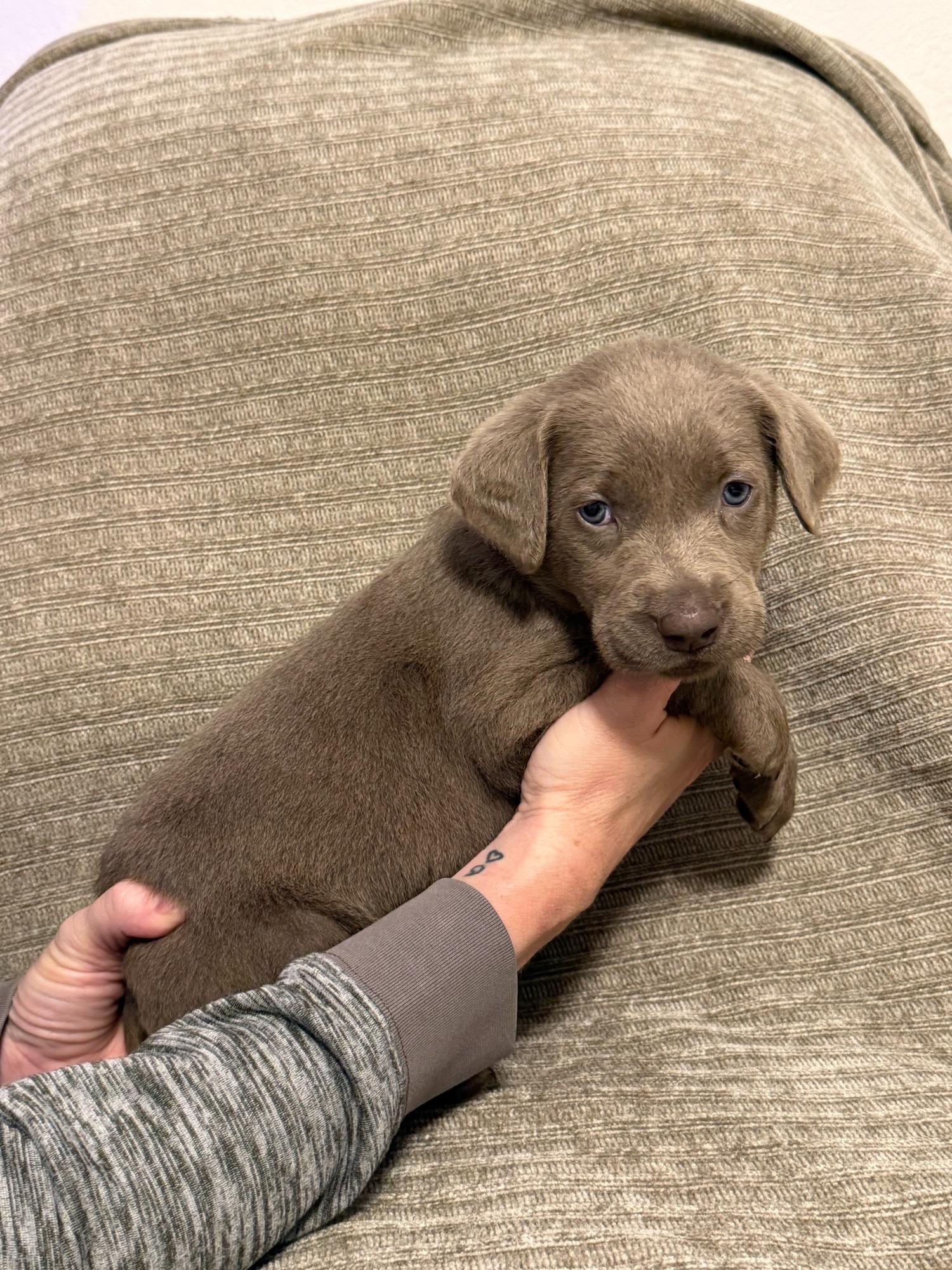 Pink collar silver Labrador puppy at five weeks