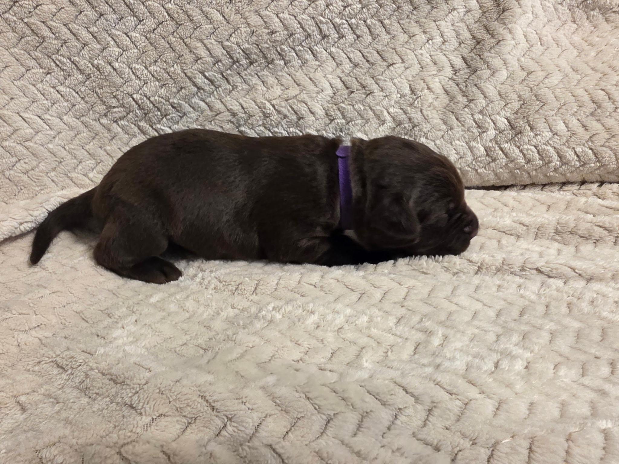 Purple collar Labrador puppy at 1 week