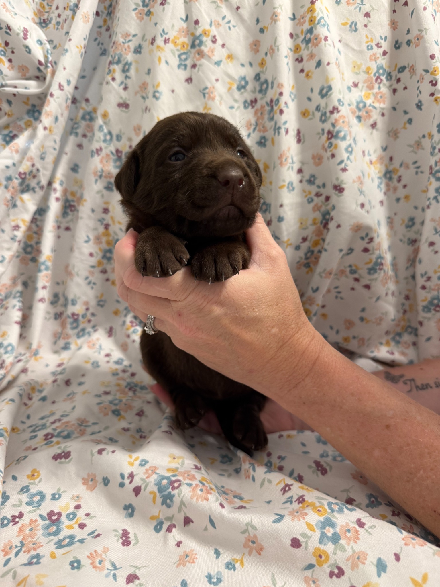 Purple collar Labrador puppy at 2 weeks