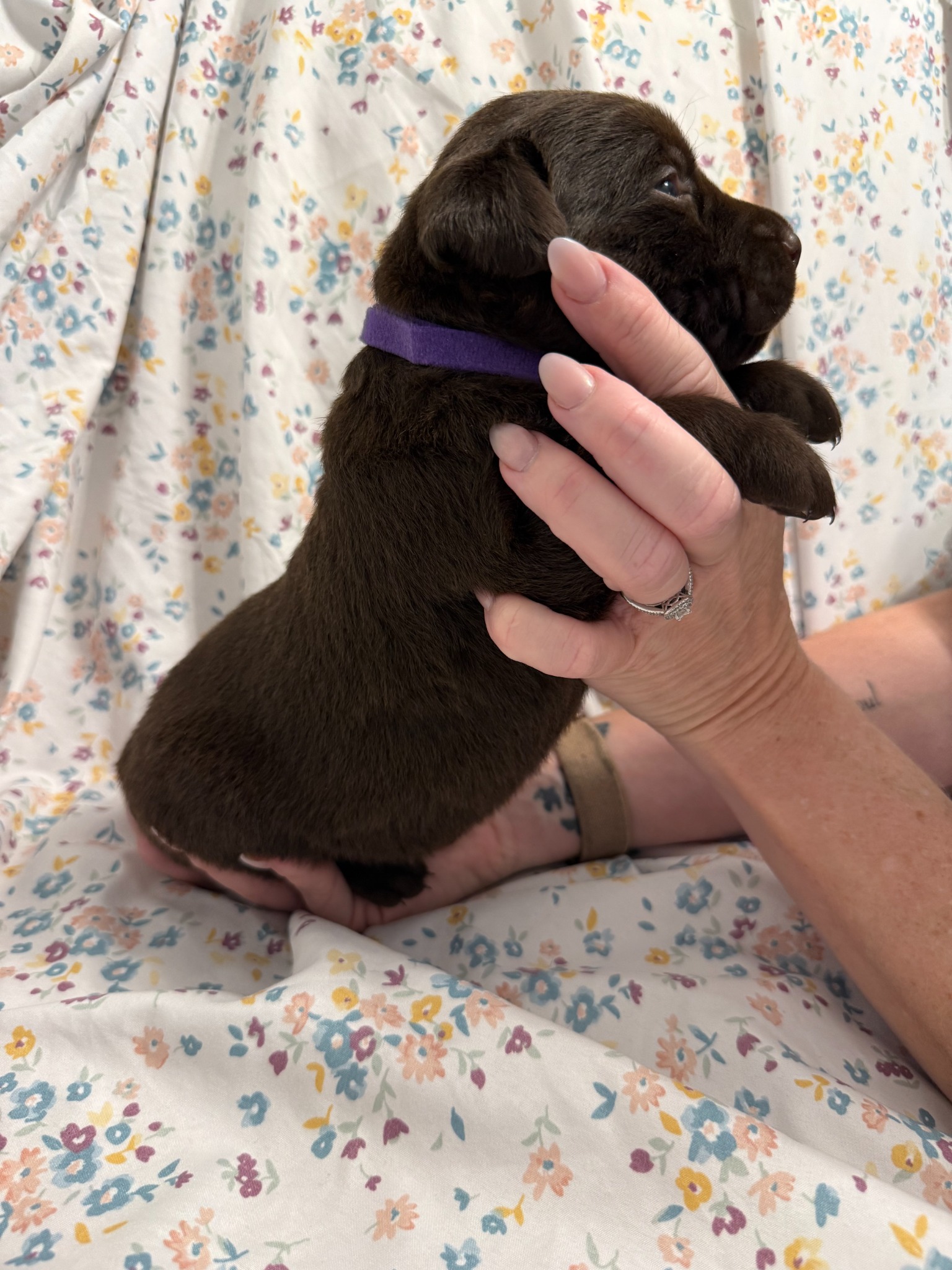 Purple collar Labrador puppy at 2 weeks