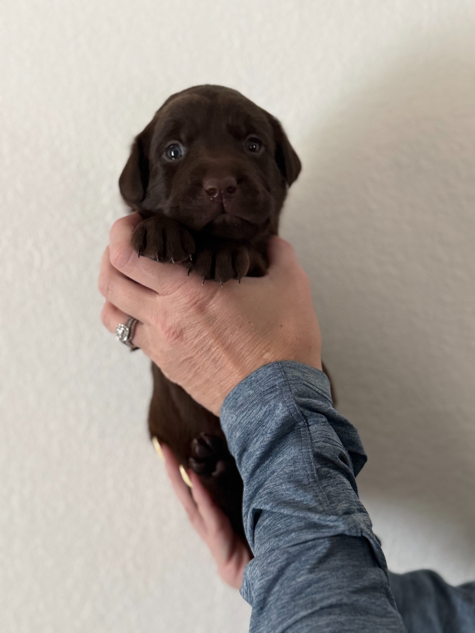 Purple collar Labrador puppy at 3 weeks