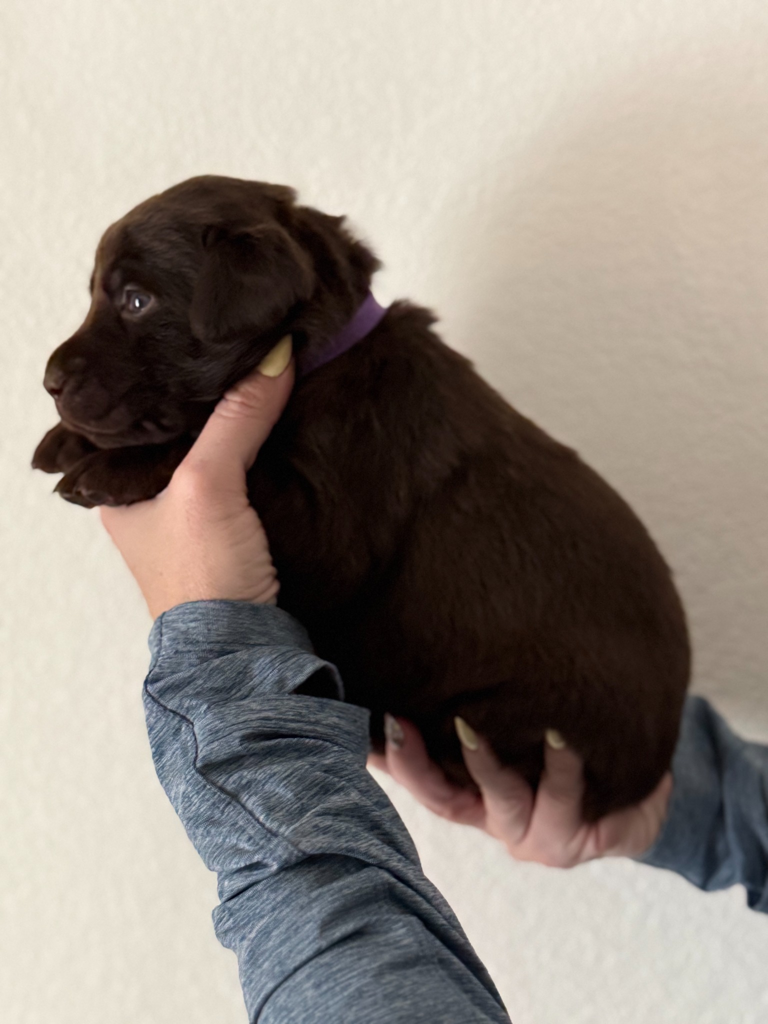Purple collar Labrador puppy at 3 weeks