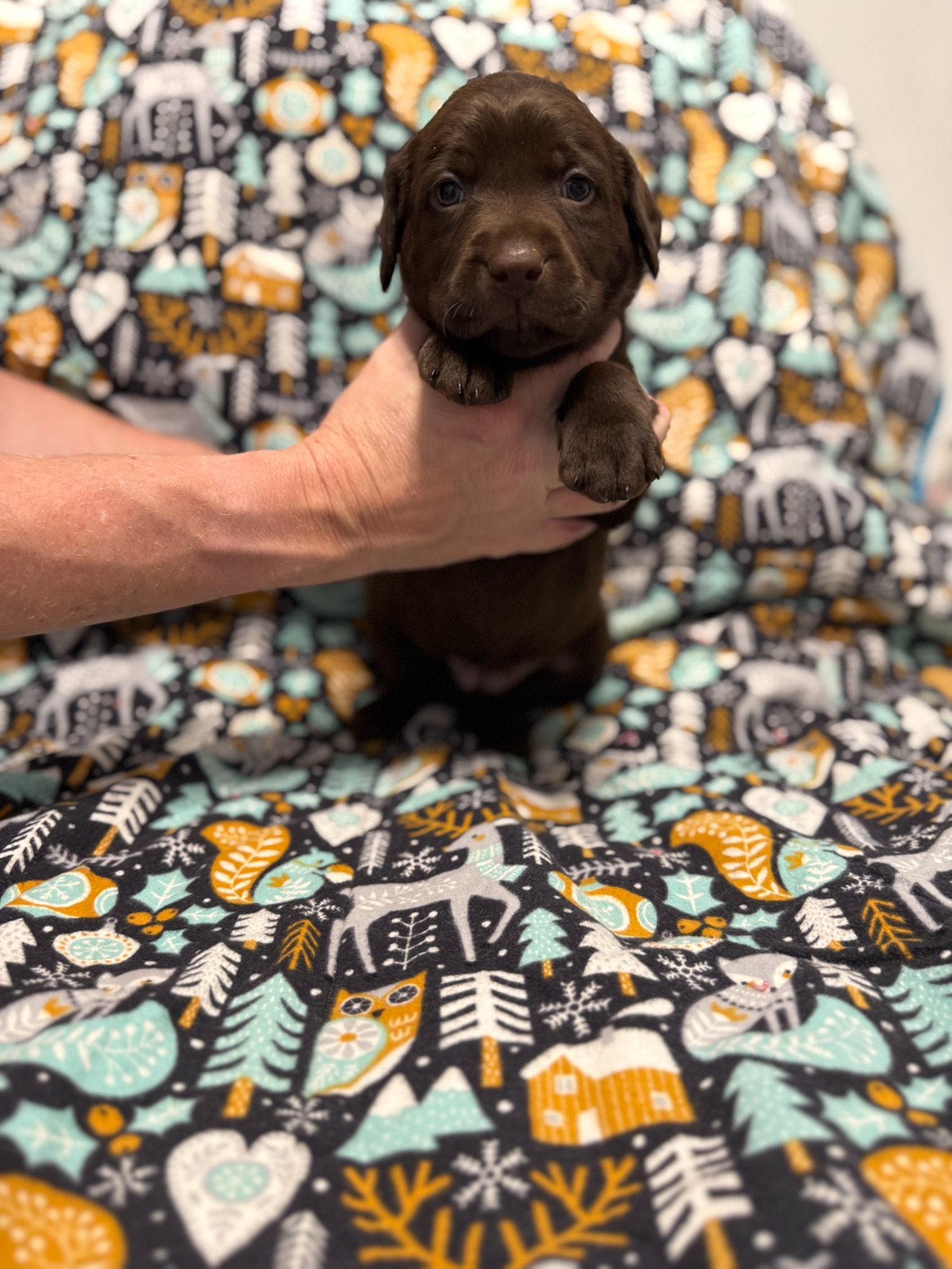 Purple collar Labrador puppy at 4 weeks
