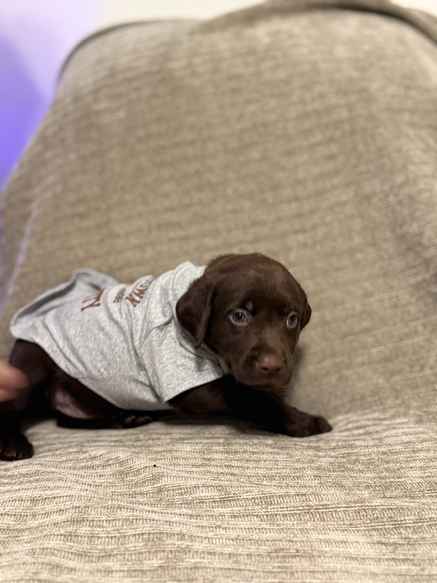 Purple collar chocolate Labrador puppy at five weeks
