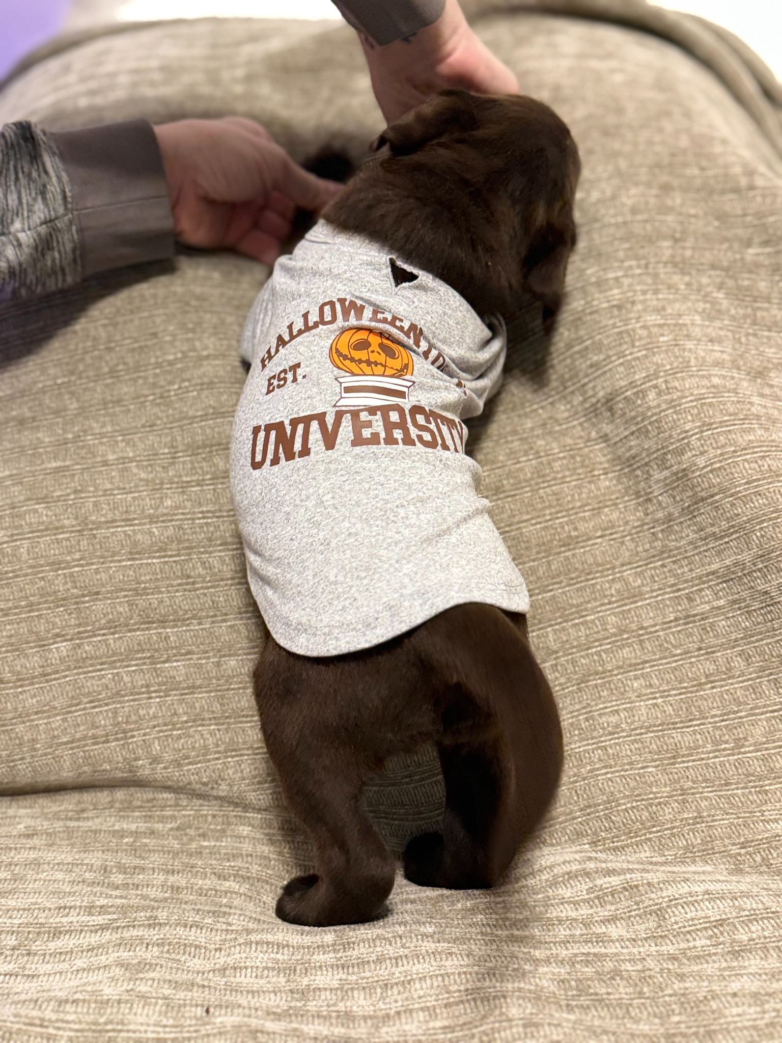 Purple collar chocolate Labrador puppy at five weeks