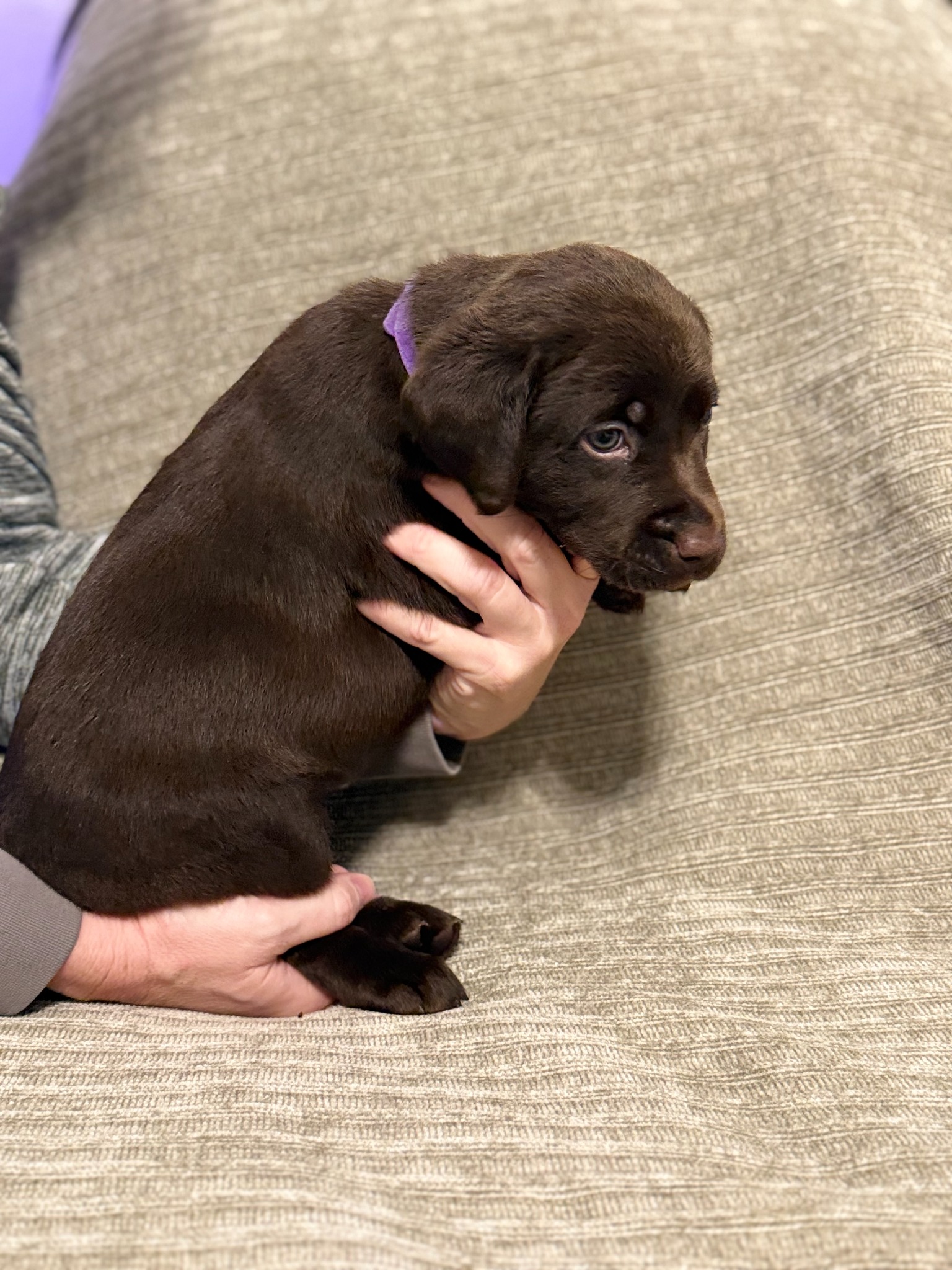 Purple collar chocolate Labrador puppy at five weeks