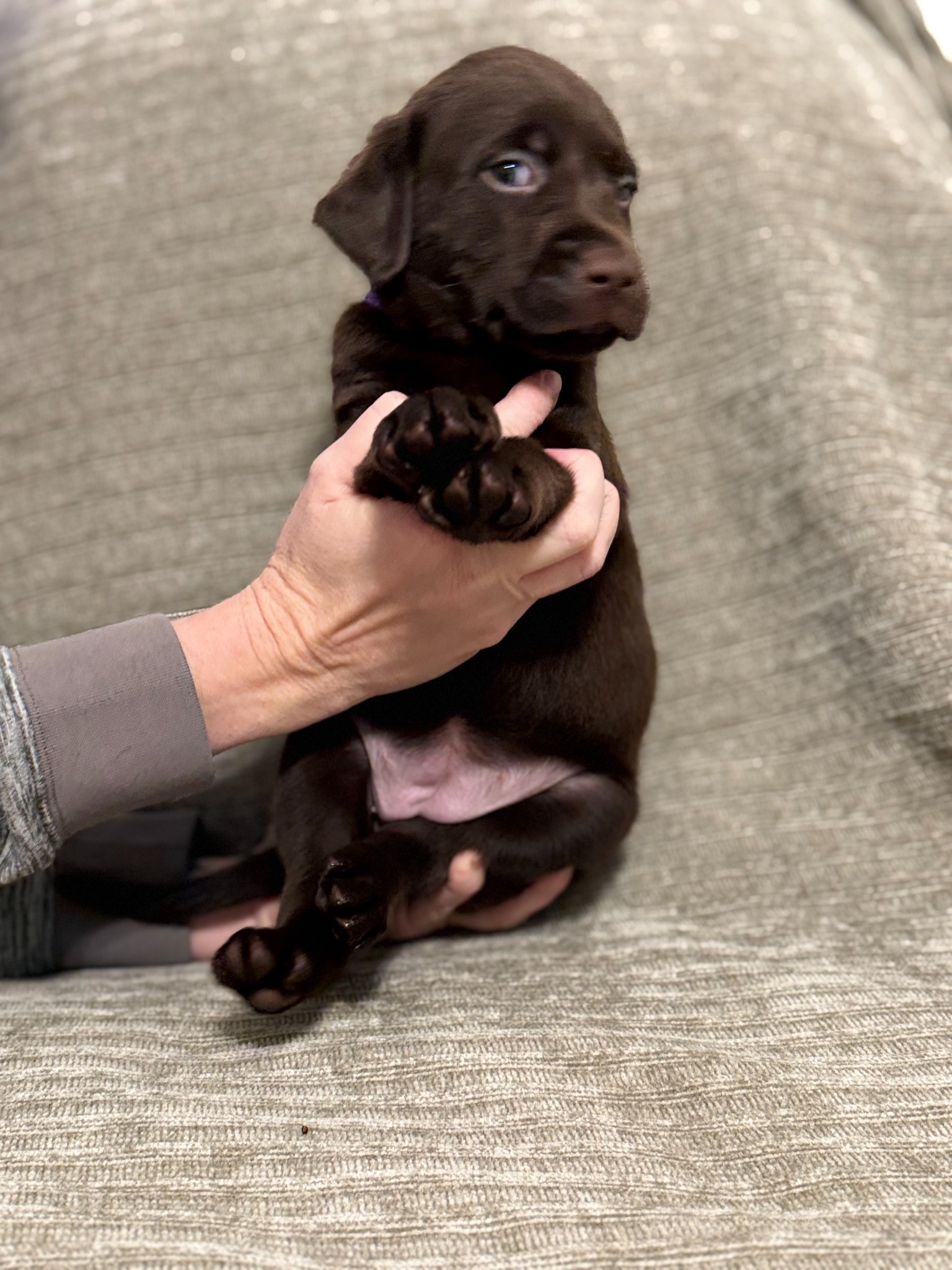 Purple collar chocolate Labrador puppy at five weeks