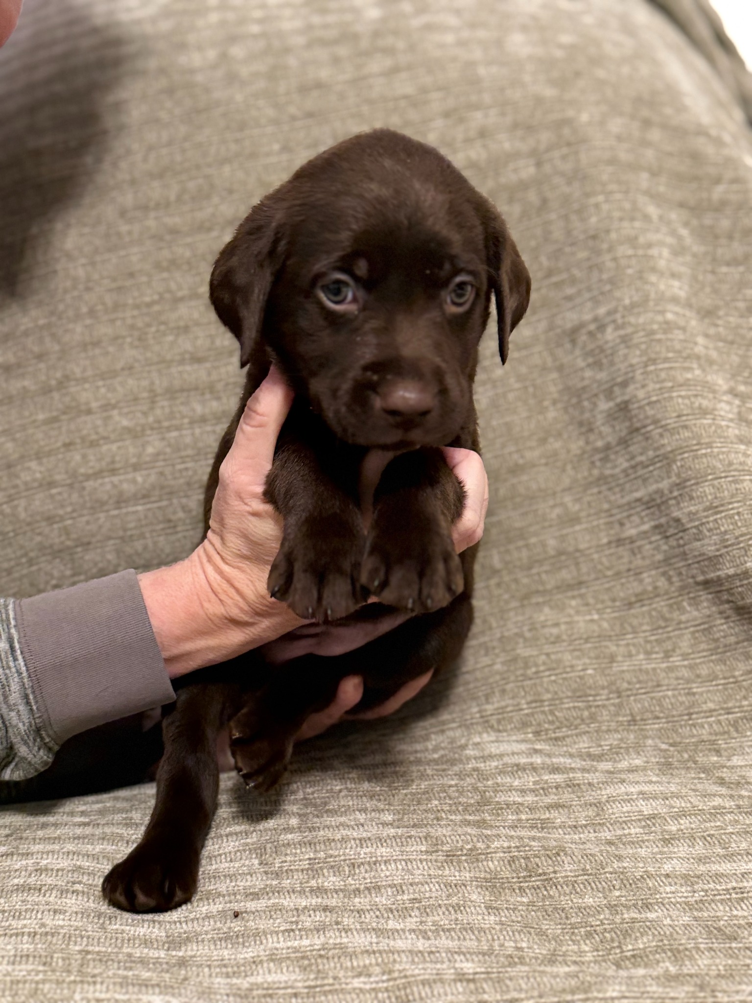 Purple collar chocolate Labrador puppy at five weeks
