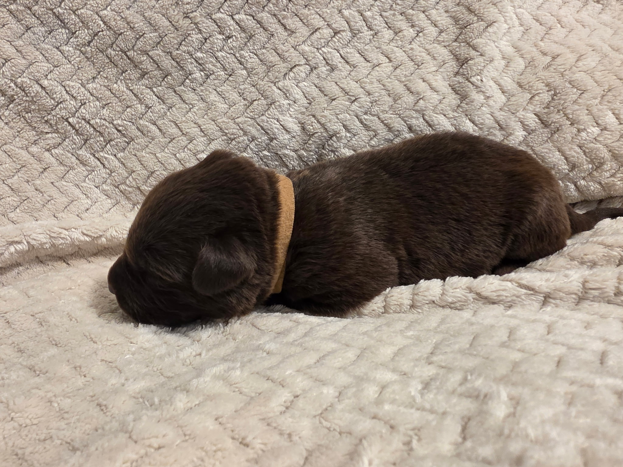 Tan collar Labrador puppy at 1 week