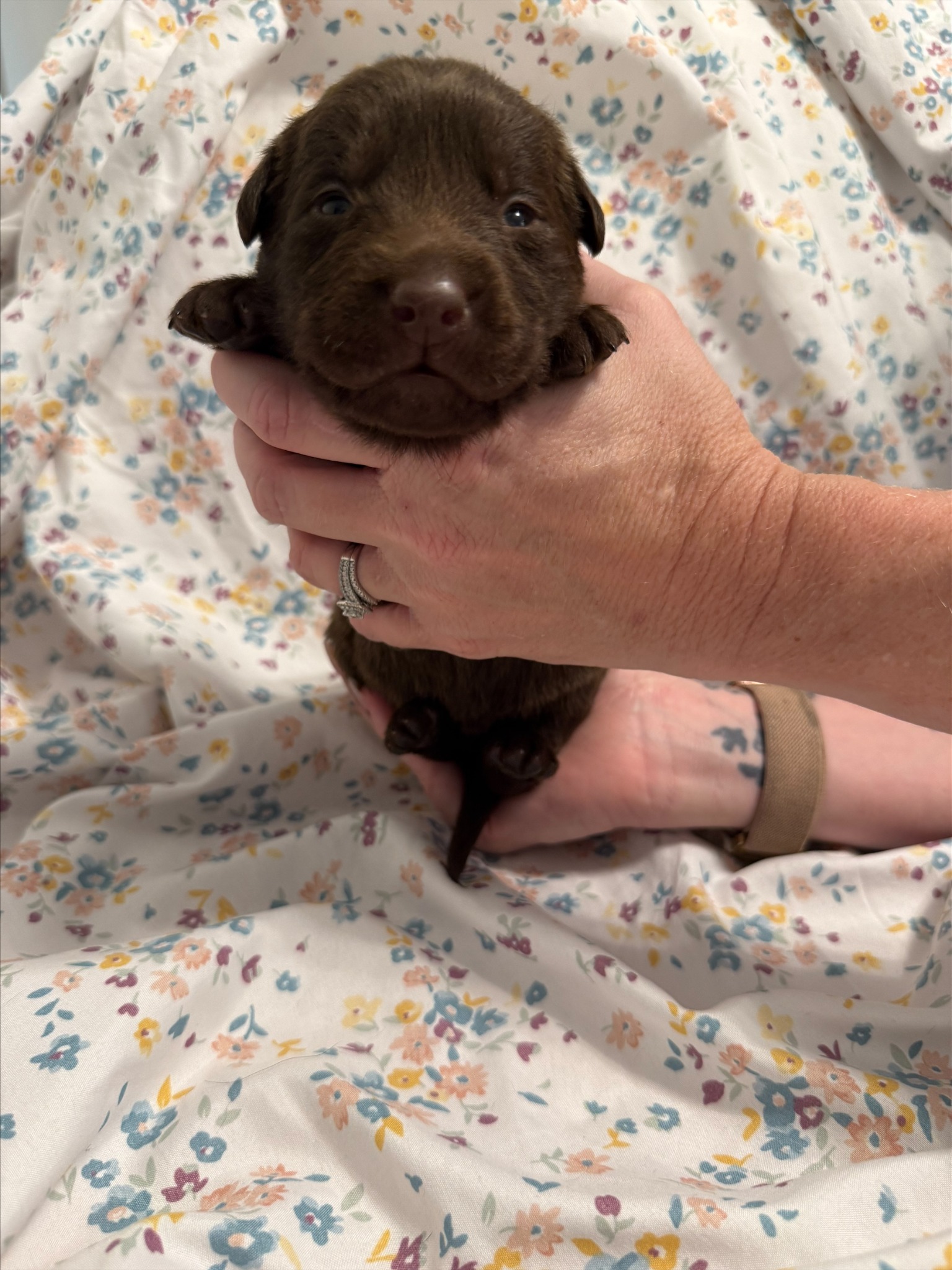 Tan collar Labrador puppy at 2 weeks