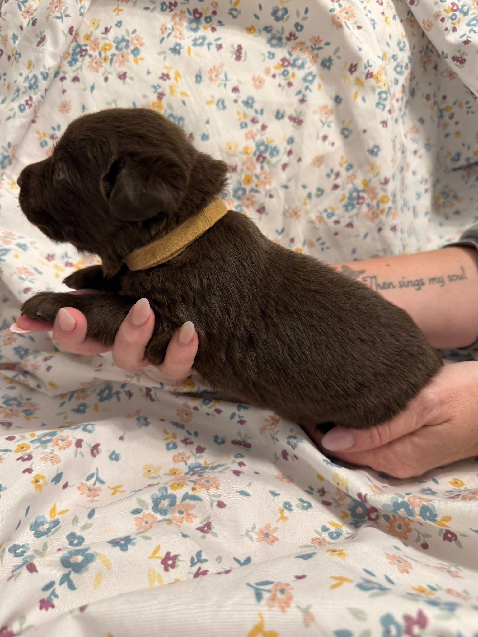 Tan collar Labrador puppy at 2 weeks