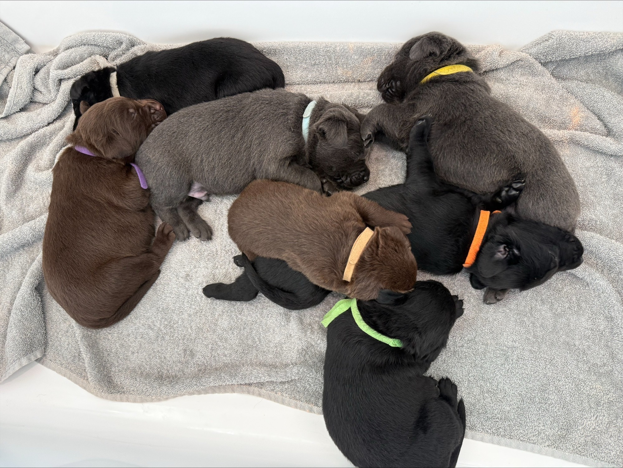 Tan collar Labrador puppy at 2 weeks