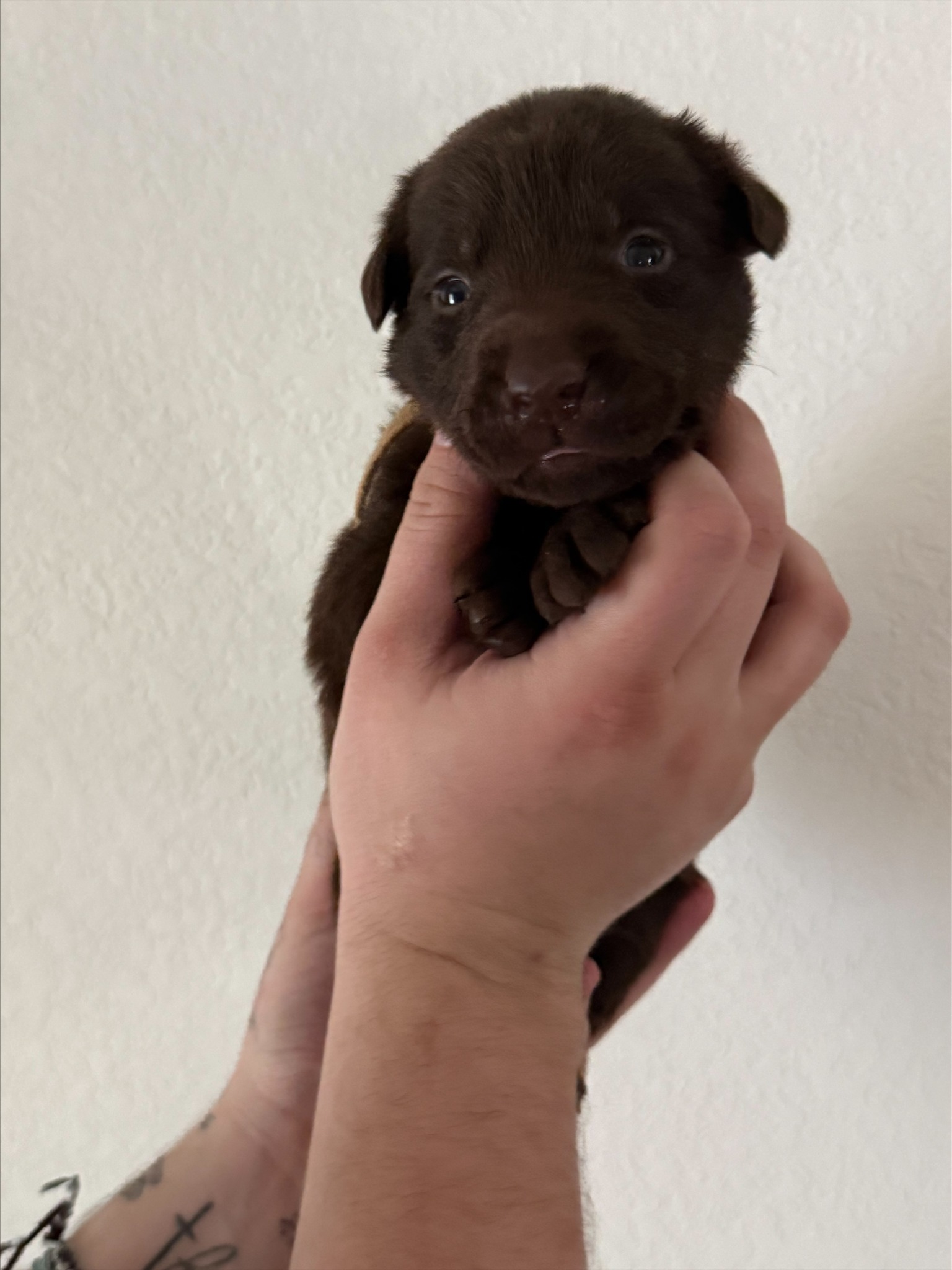 Tan collar Labrador puppy at 3 weeks