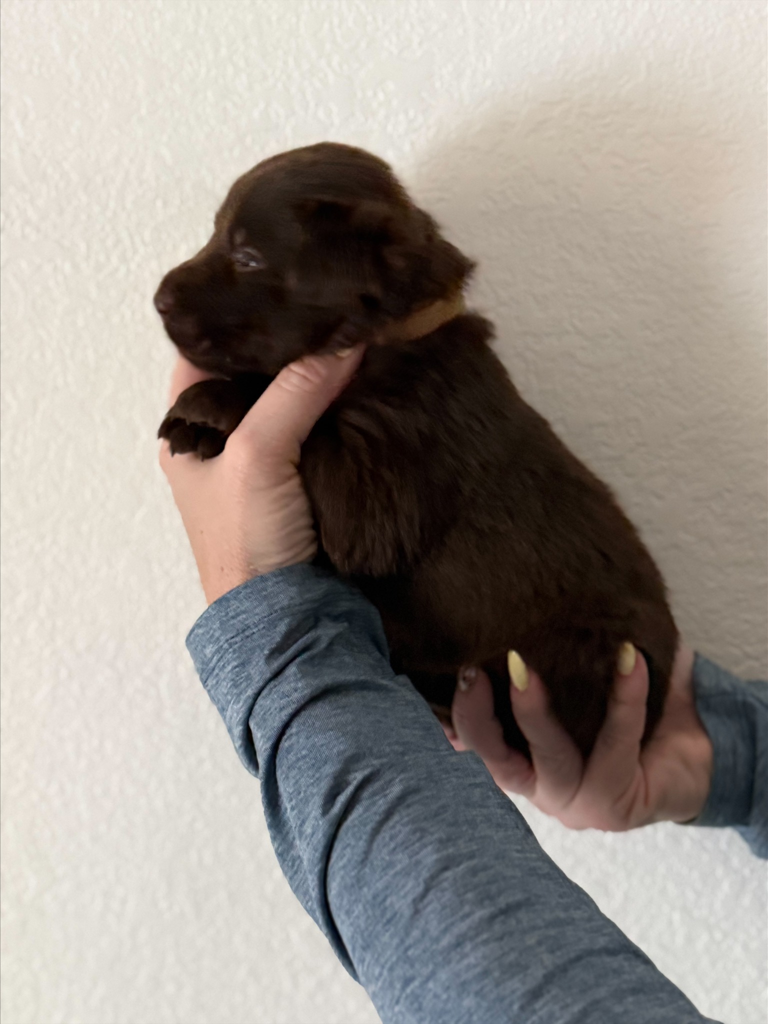 Tan collar Labrador puppy at 3 weeks