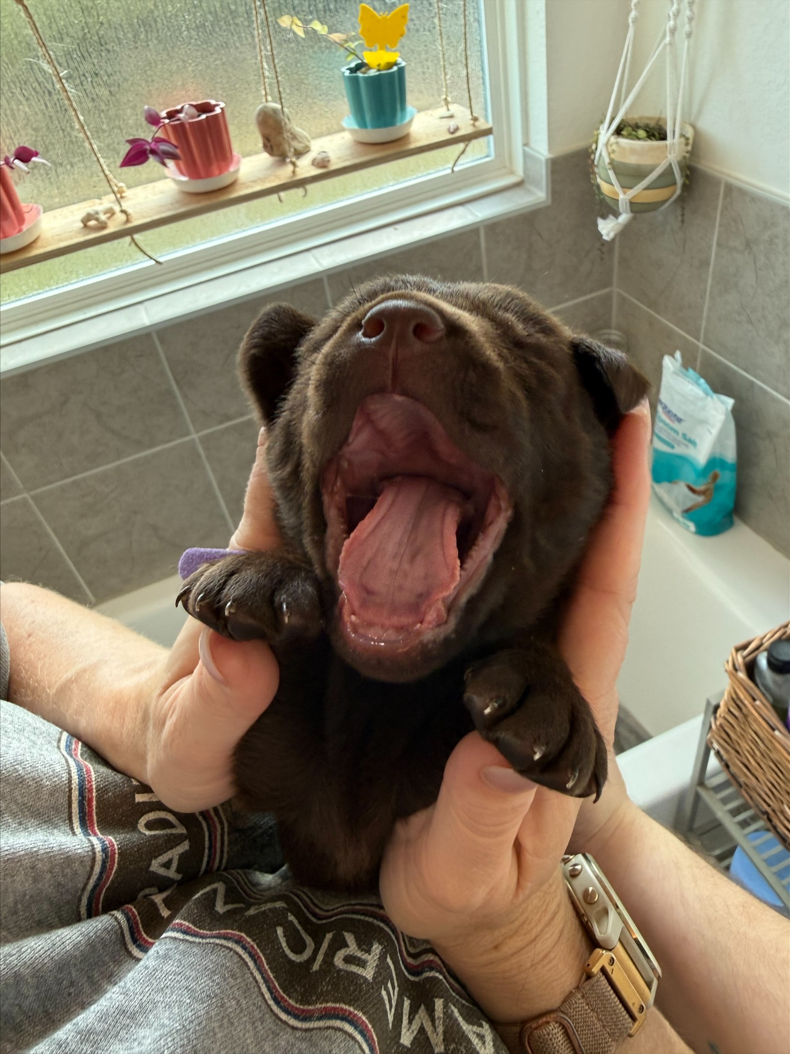 Tan collar Labrador puppy at 3 weeks