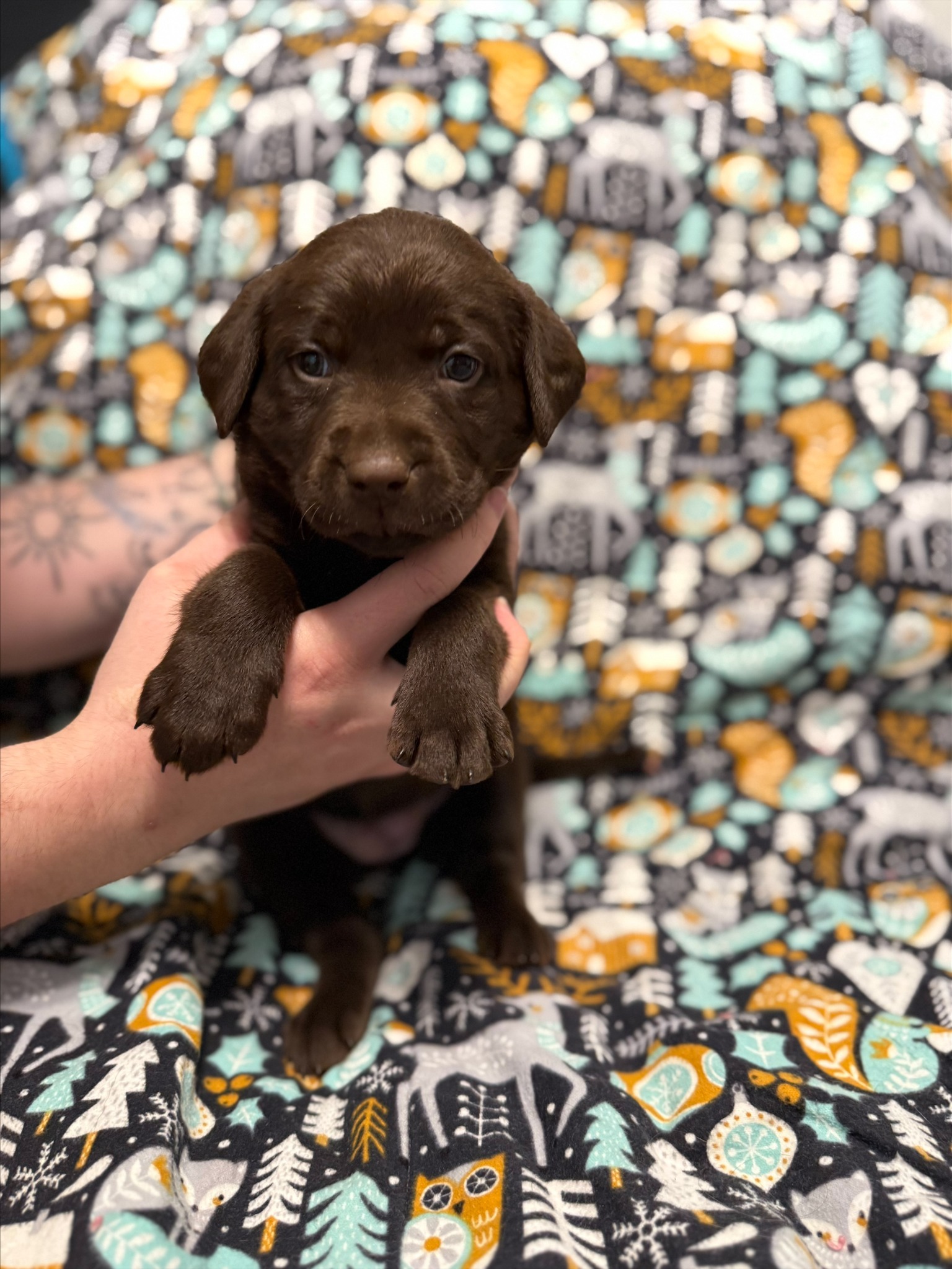 Tan collar Labrador puppy at 4 weeks